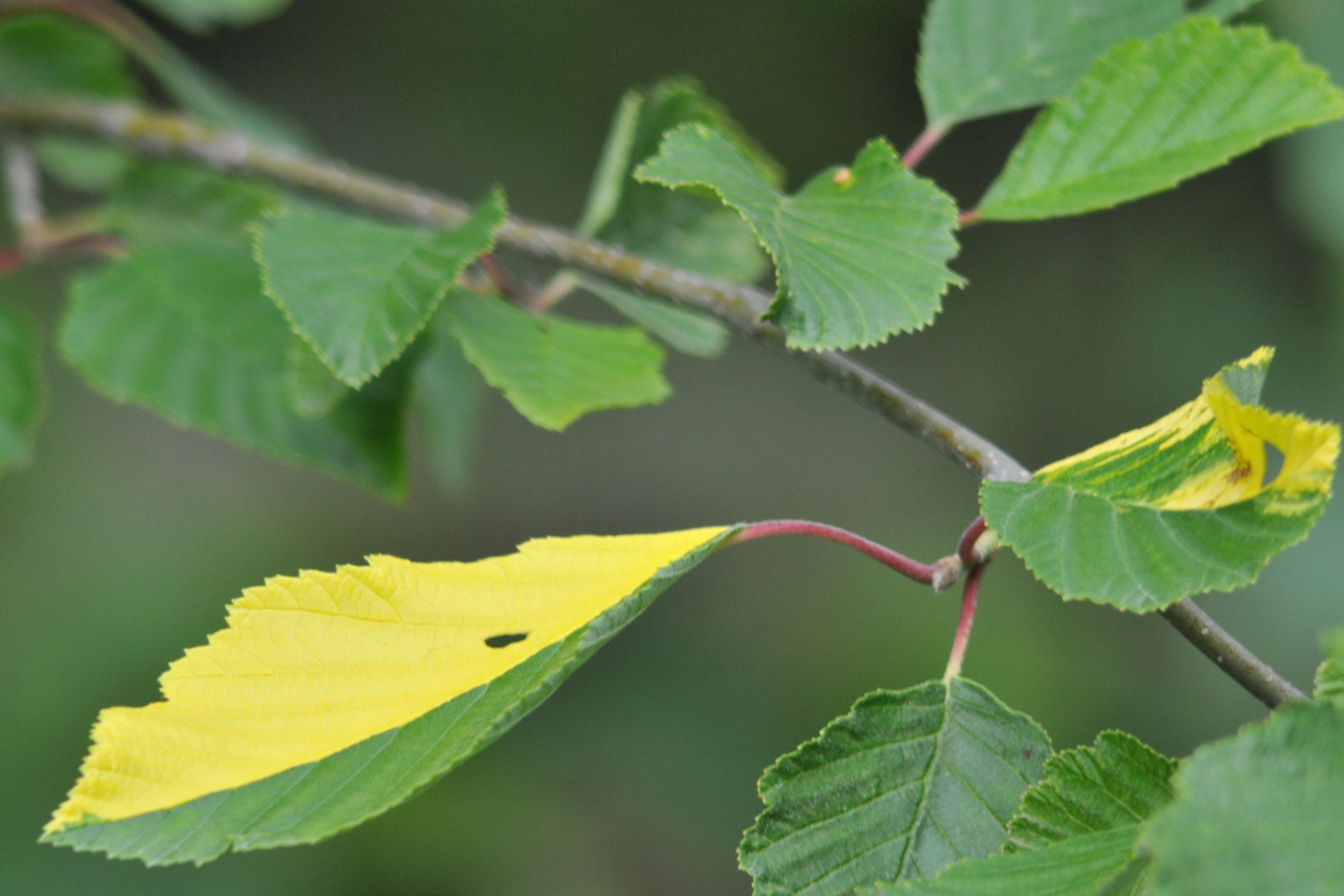 Valokuvaaja: Kaarlo Asikainen
