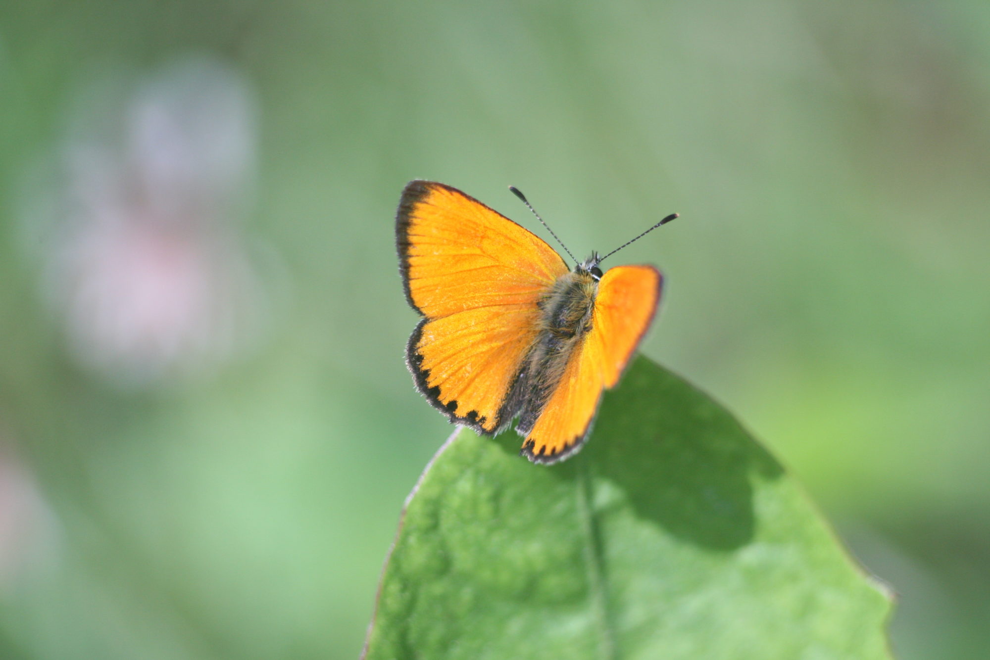 Valokuvaaja: Kaarlo Asikainen