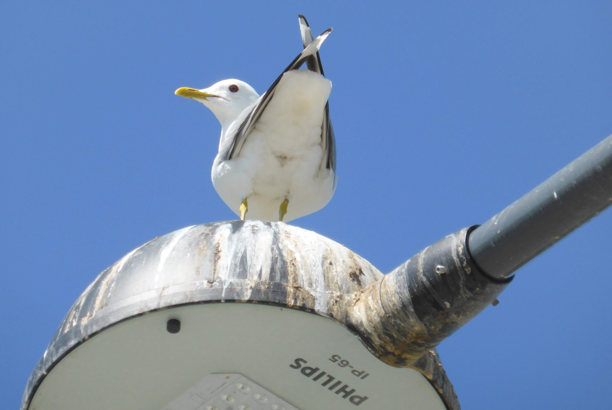 Valokuvaaja: Kaarlo Asikainen
