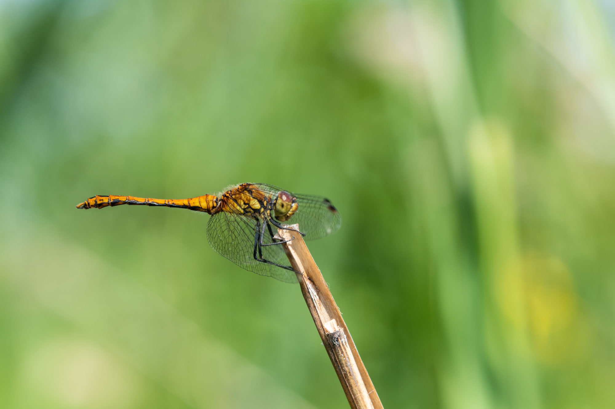 Valokuvaaja: Max Mattero