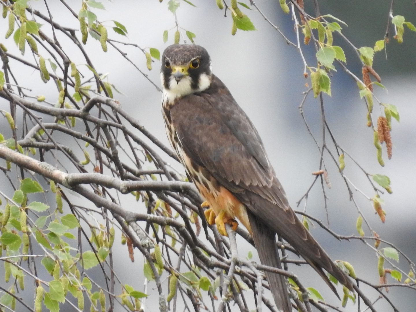 Valokuvaaja: Jarmo Mantere