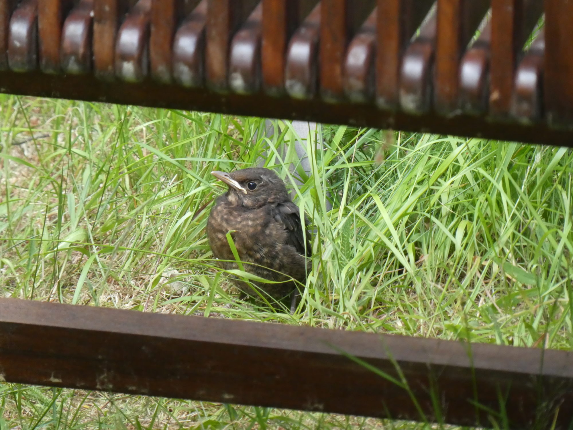 Valokuvaaja: Anja Mustamaa