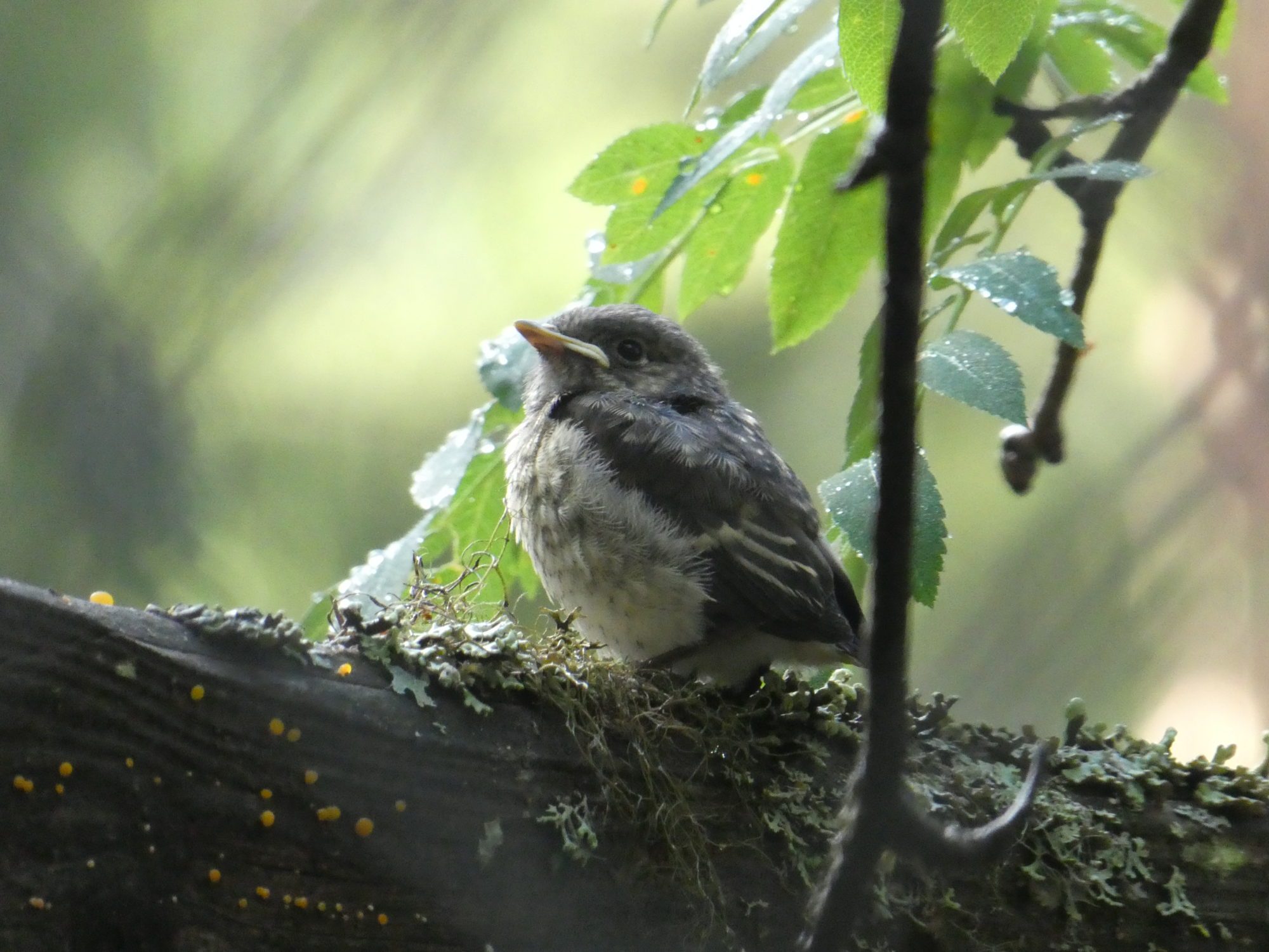 Valokuvaaja: Anja Mustamaa