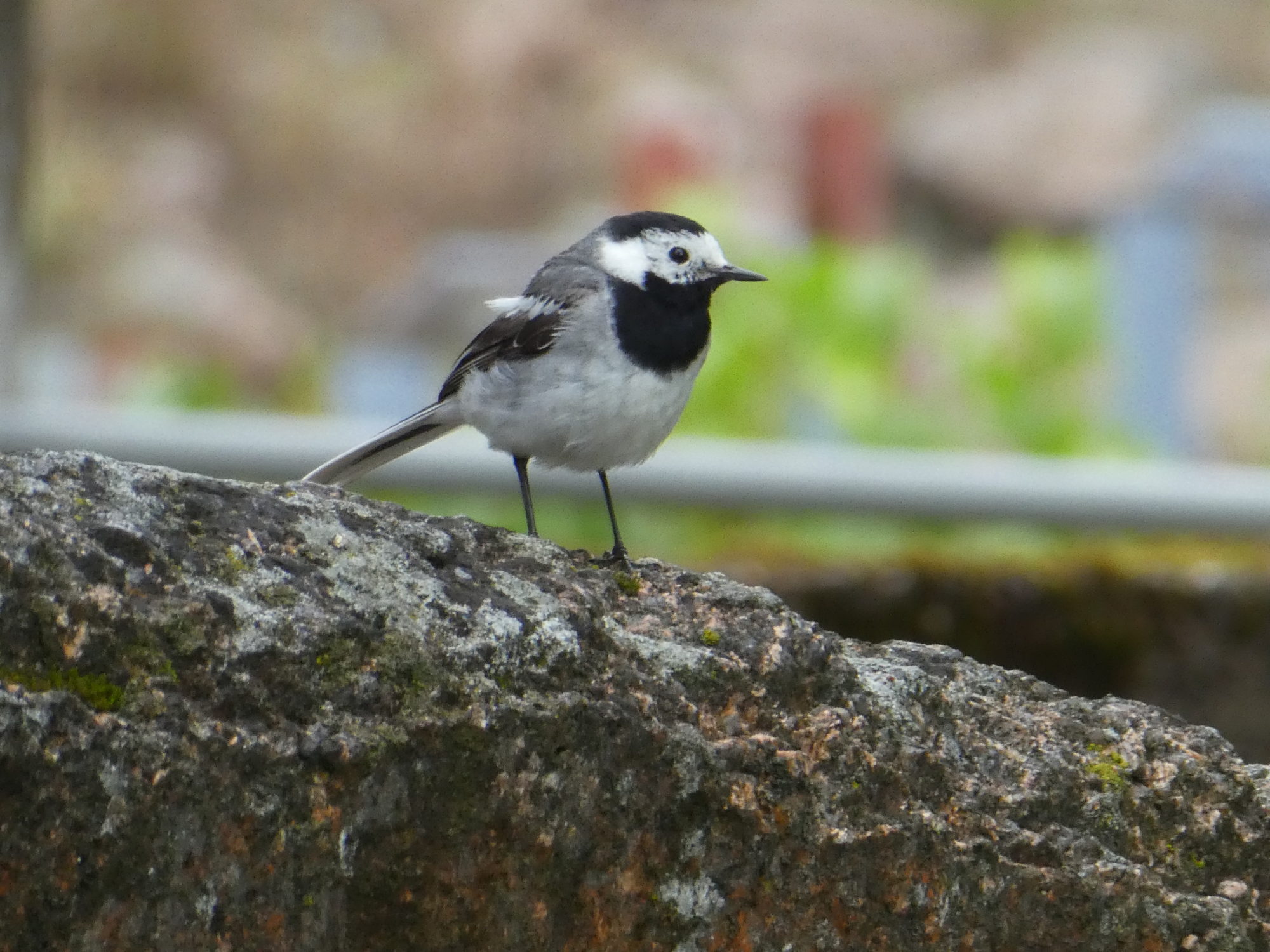 Valokuvaaja: Anja Mustamaa