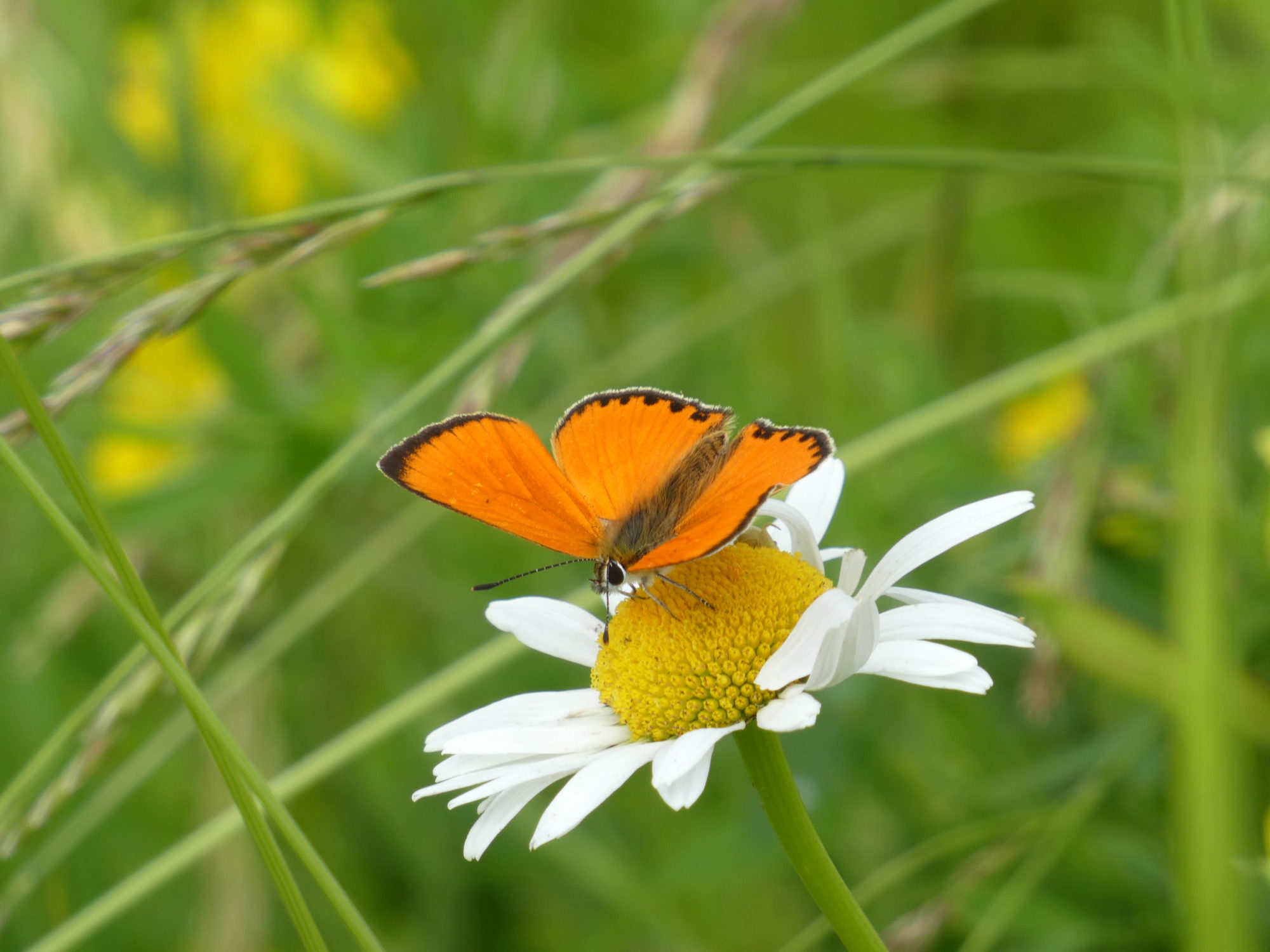 Valokuvaaja: Anja Mustamaa