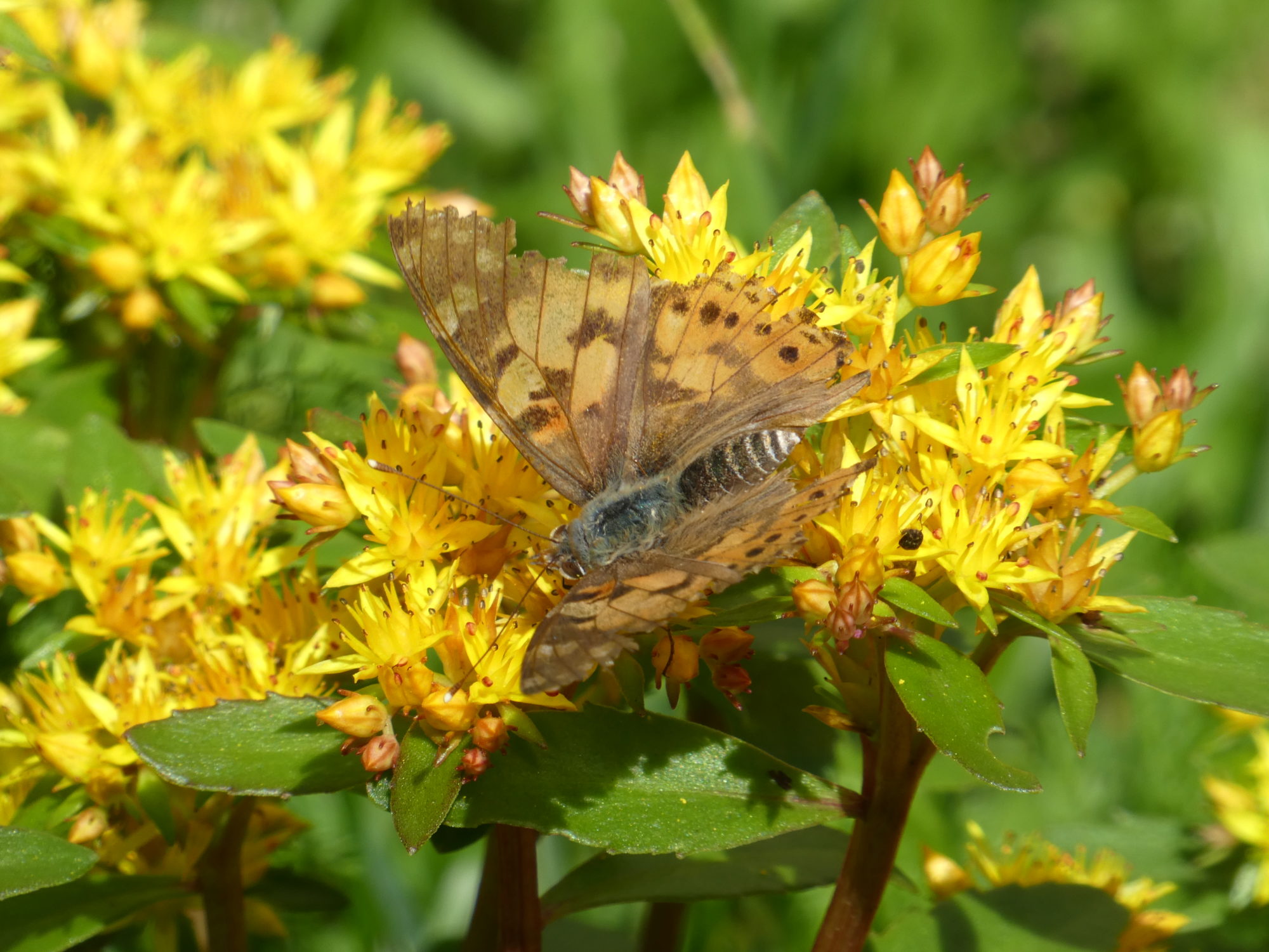 Valokuvaaja: Anja Mustamaa