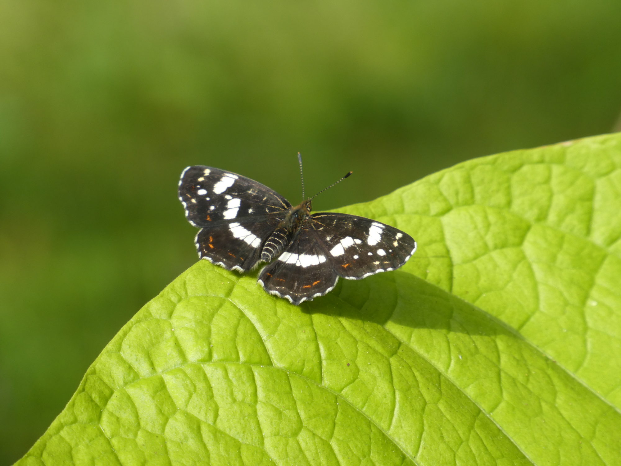 Valokuvaaja: Anja Mustamaa