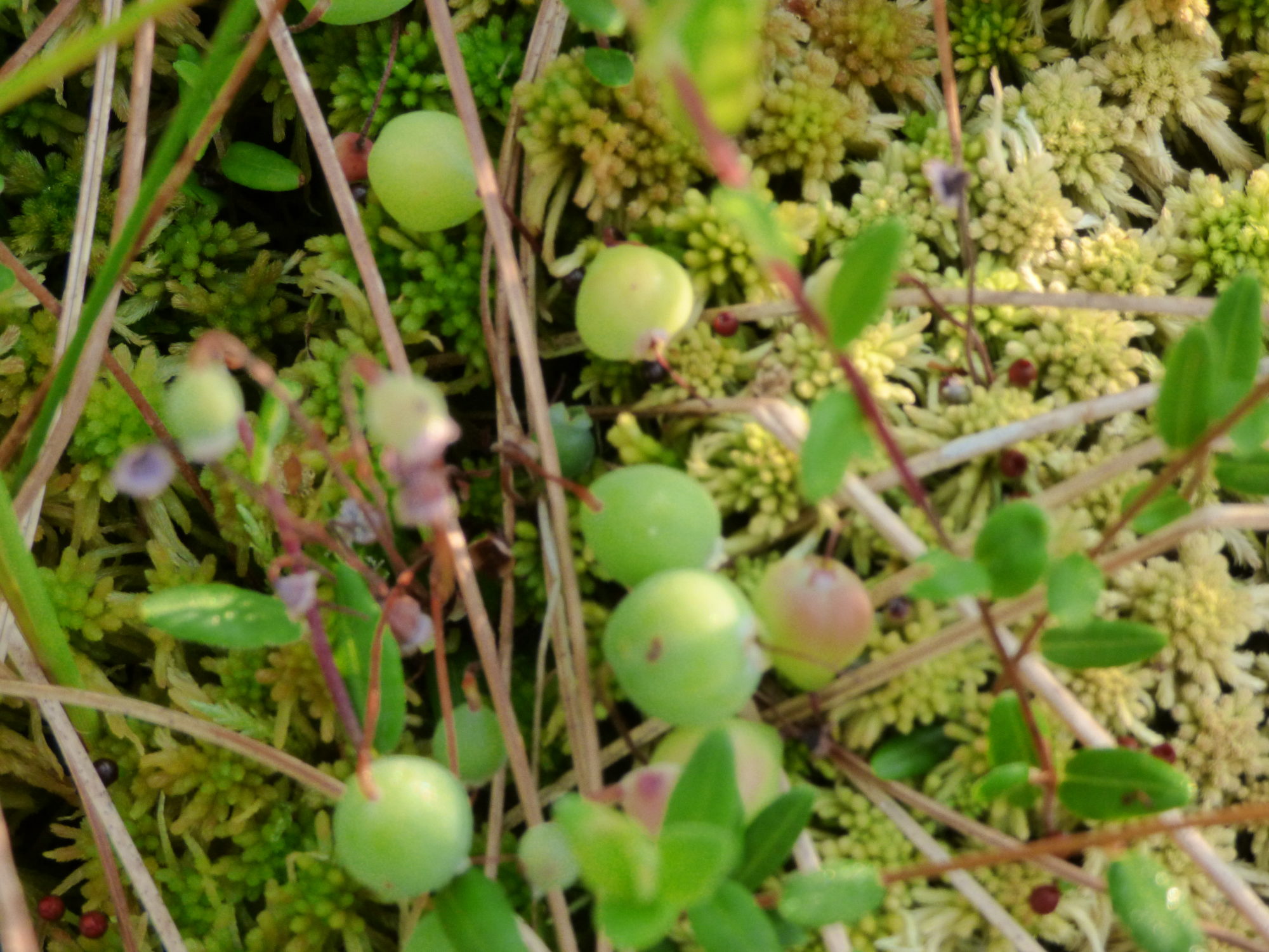 Valokuvaaja: hannu rissanen