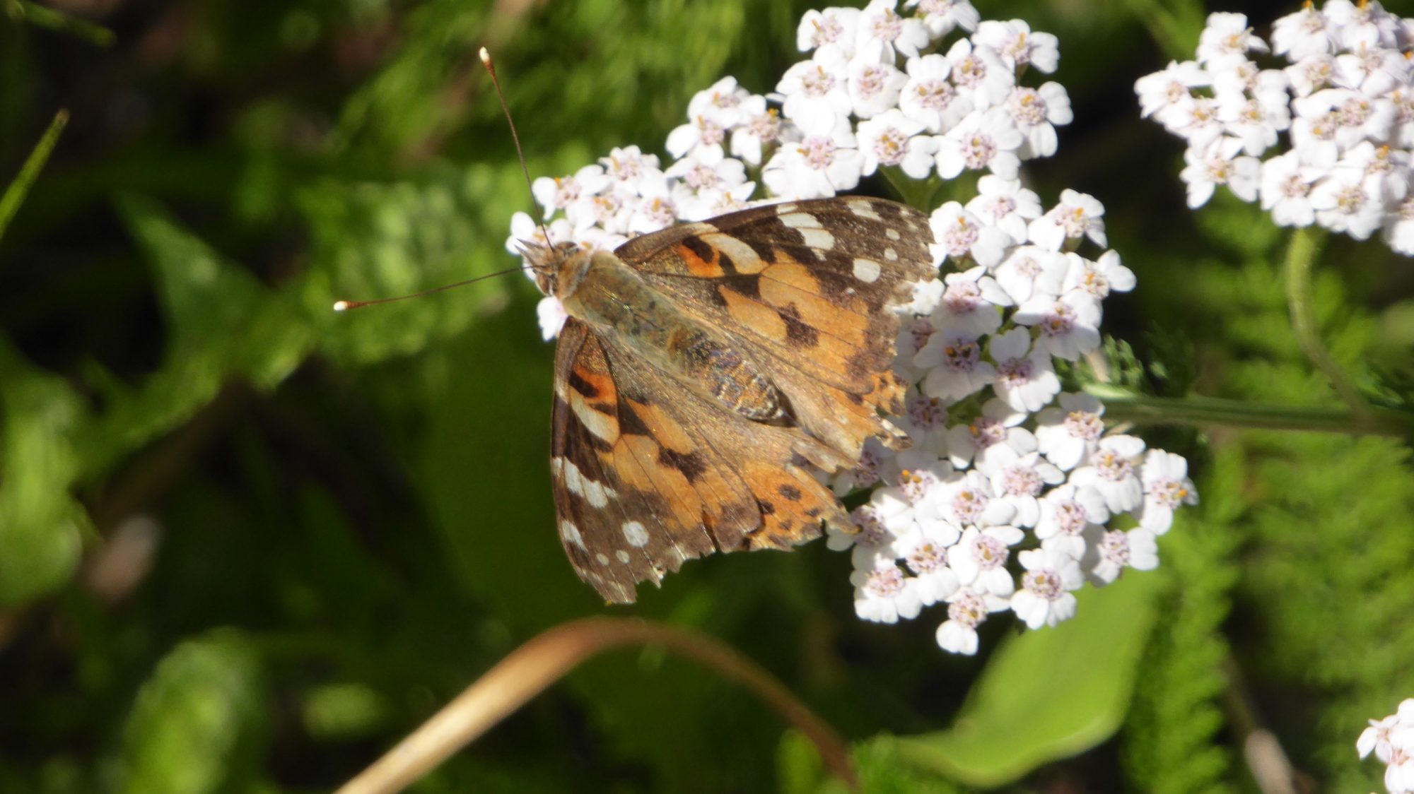 Valokuvaaja: Martti Valtonen
