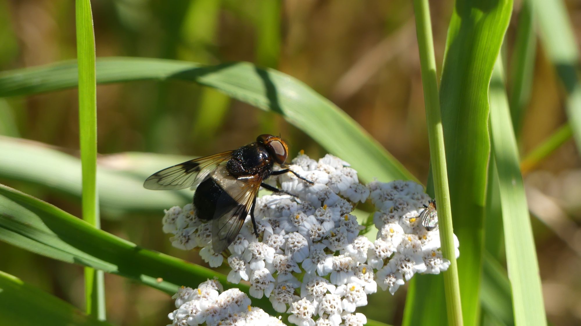 Valokuvaaja: Martti Valtonen