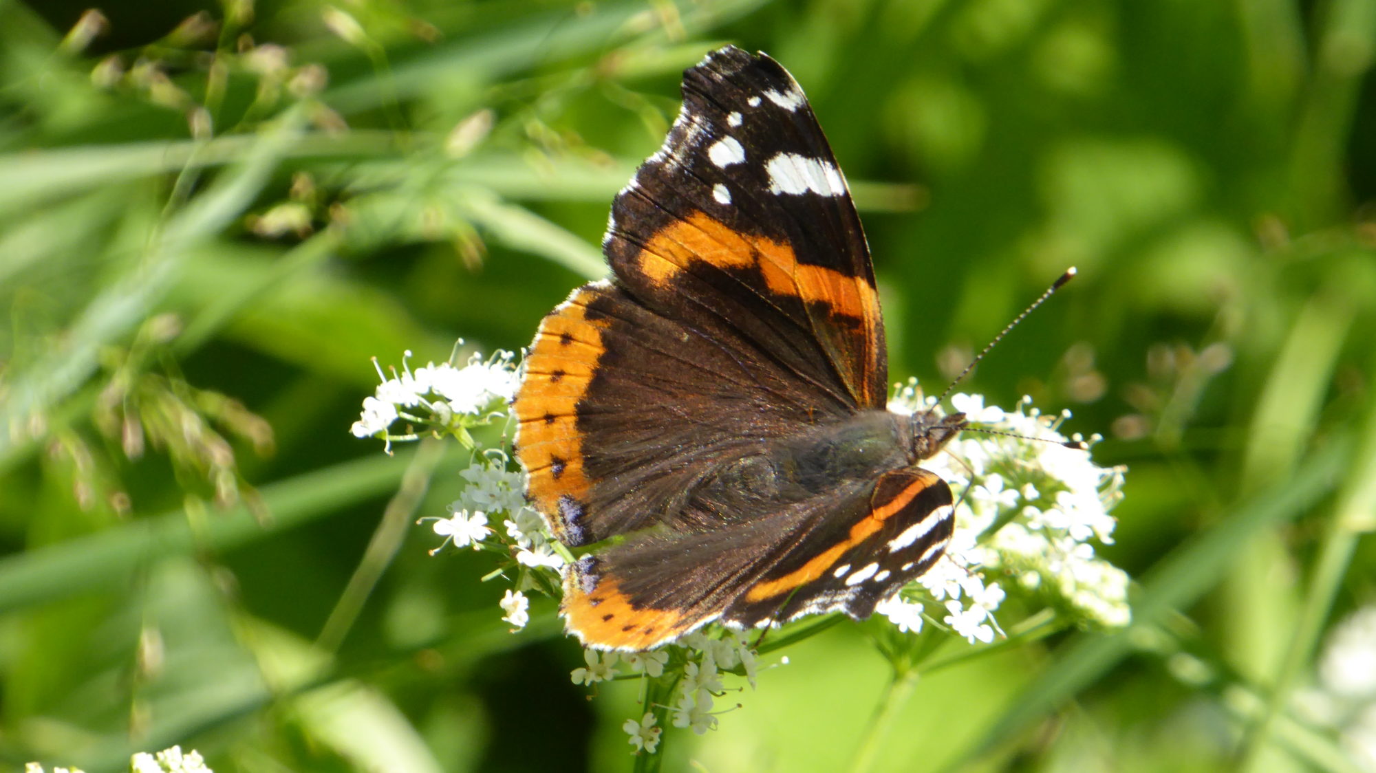 Valokuvaaja: Arja Valtonen