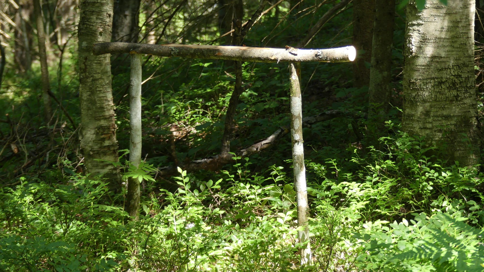 Valokuvaaja: Martti Valtonen