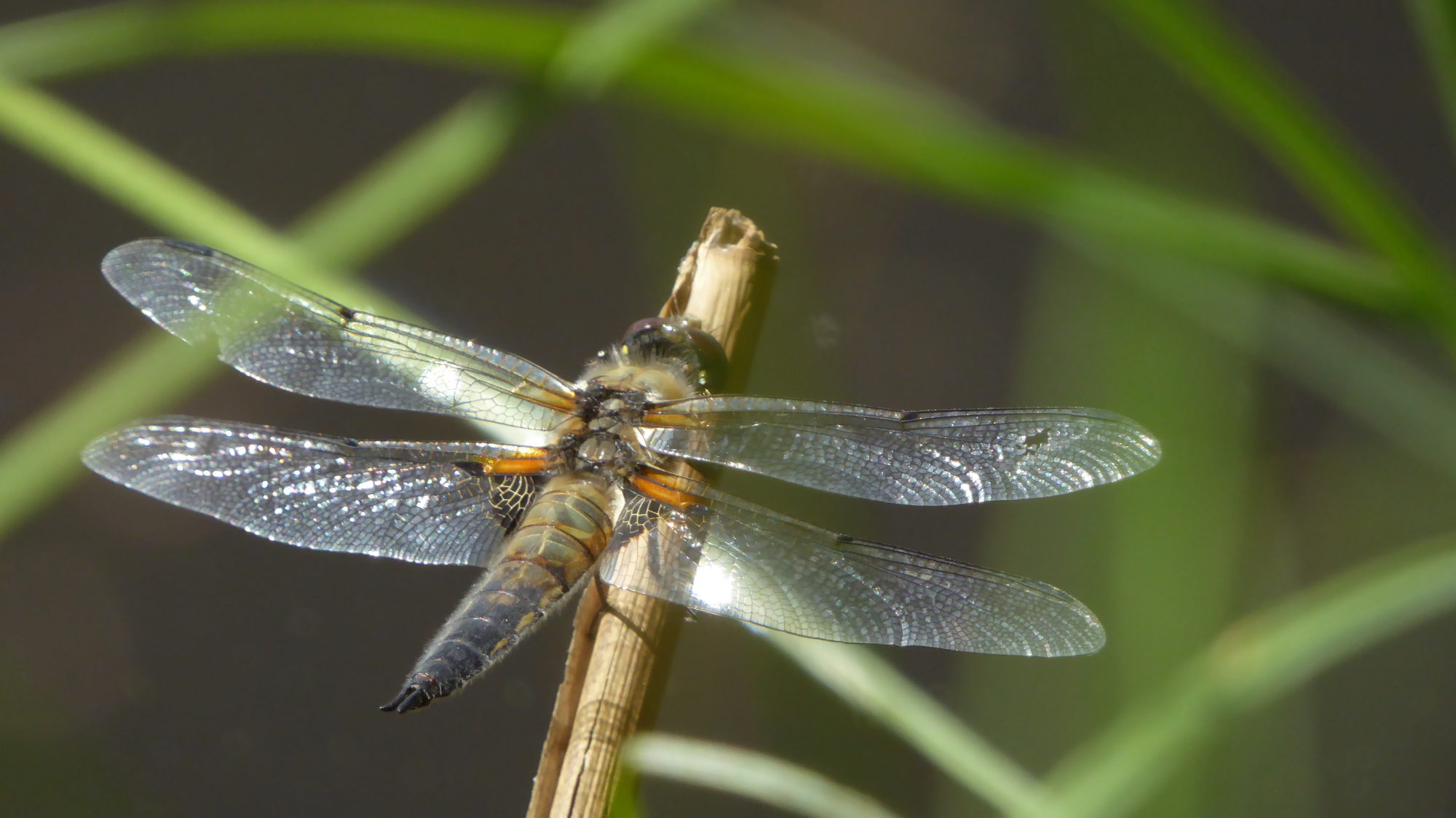 Valokuvaaja: Arja Valtonen