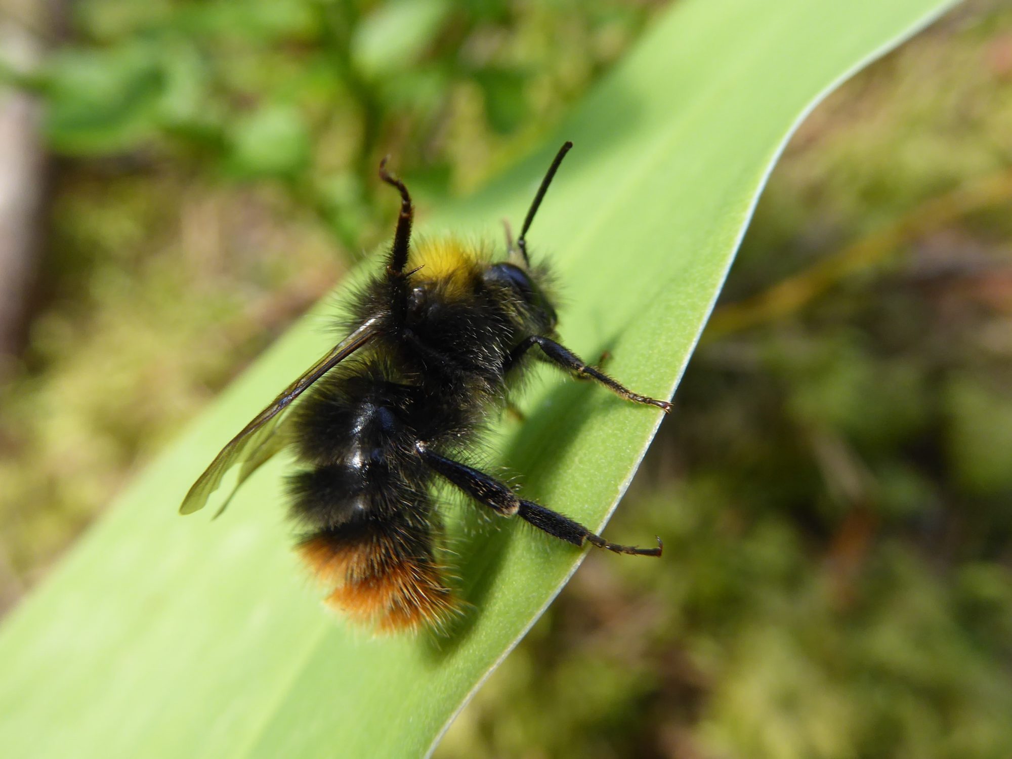 Valokuvaaja: Valtonen Martti