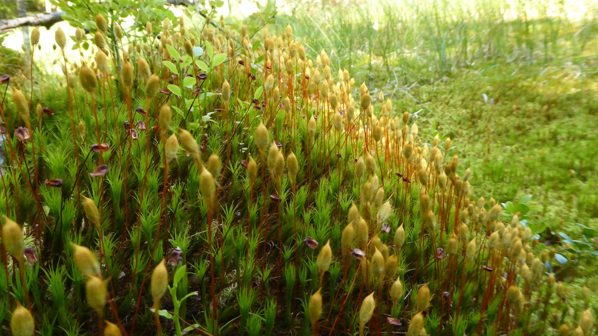 Valokuvaaja: Martti Valtonen