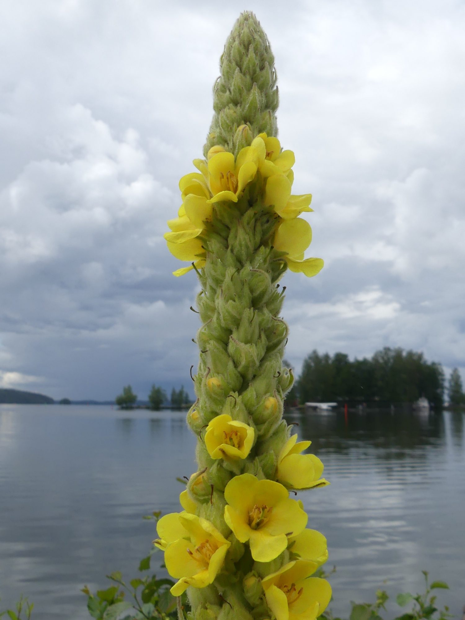 Valokuvaaja: Martti Valtonen