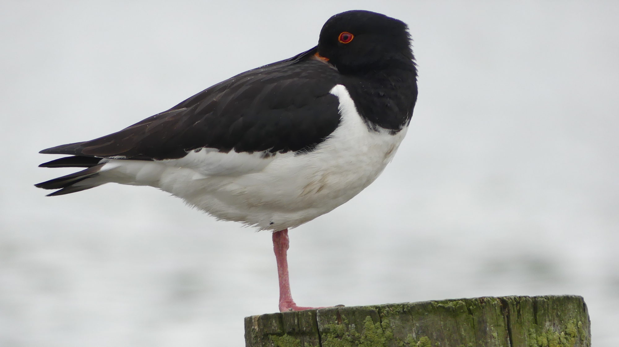 Valokuvaaja: Martti Valtonen