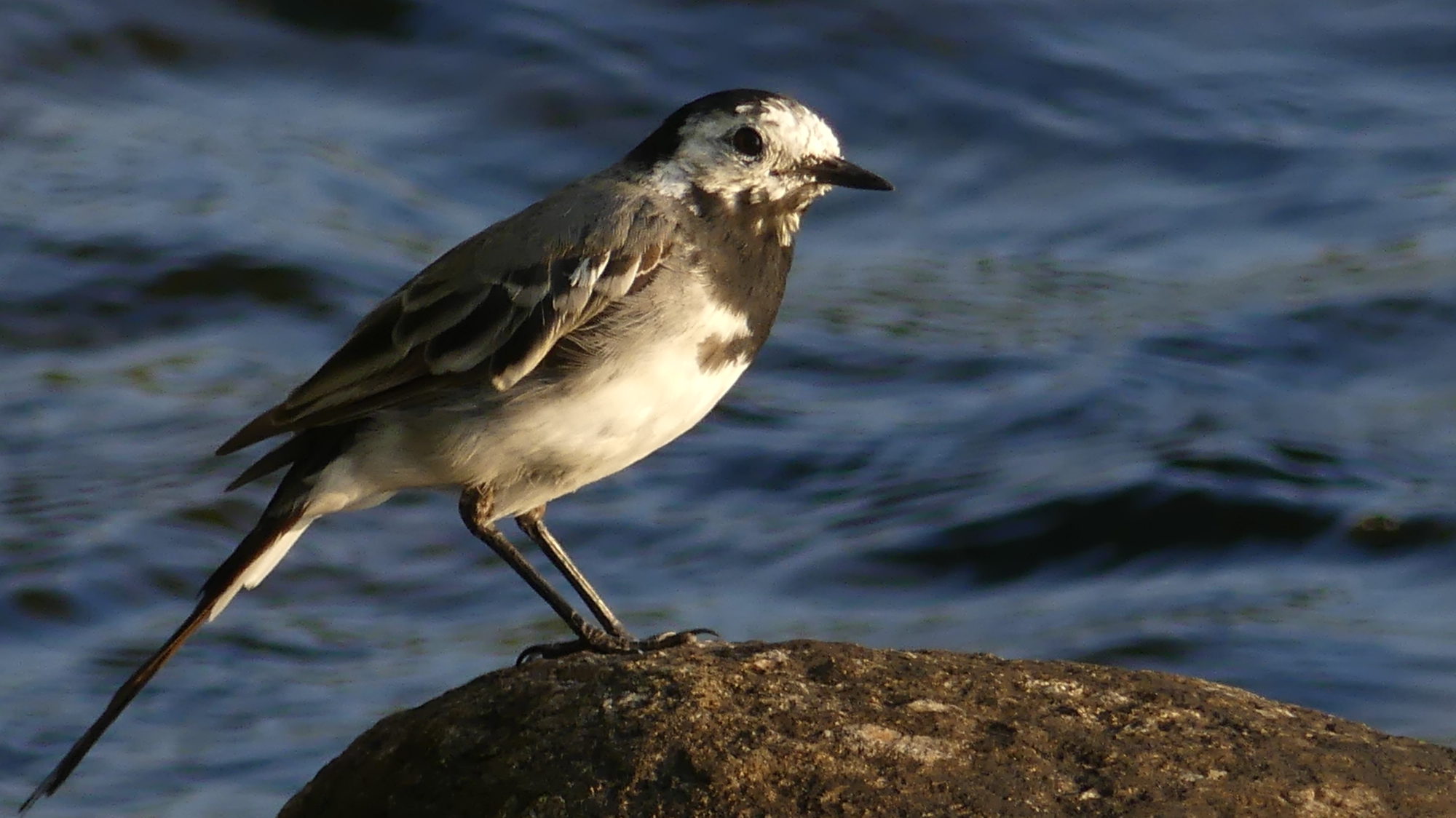 Valokuvaaja: Martti Valtonen