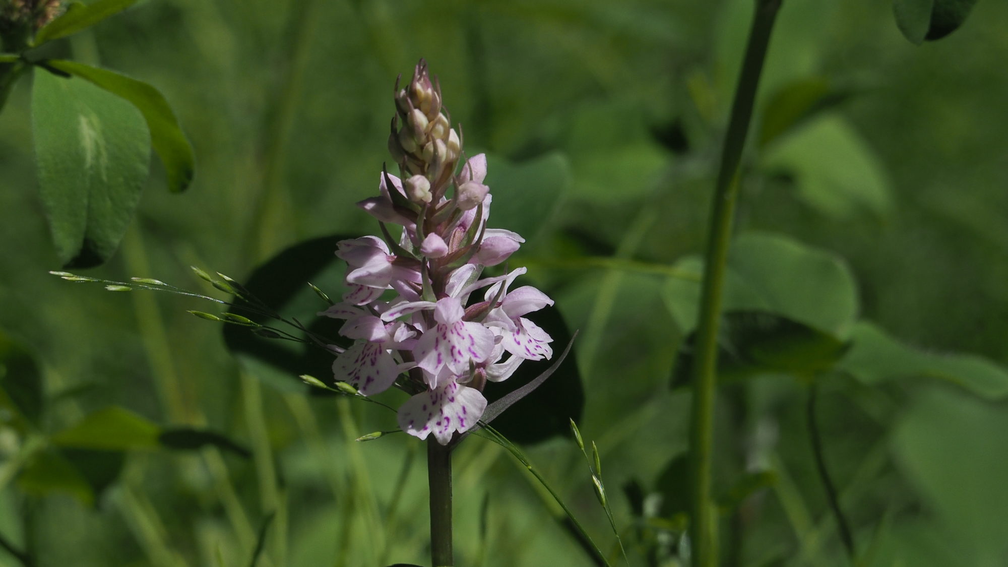 Valokuvaaja: Arja Valtonen