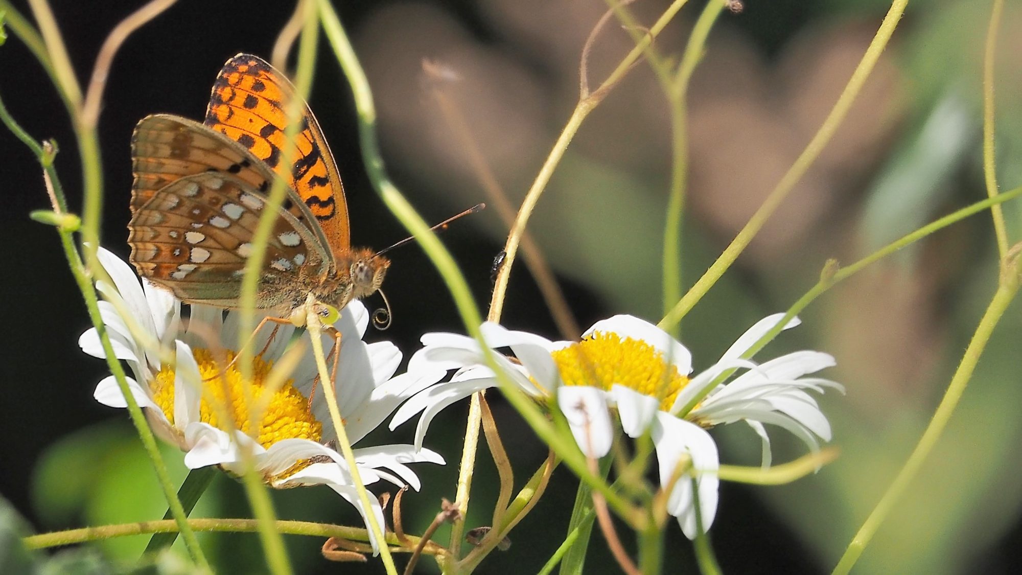 Valokuvaaja: Arja Valtonen