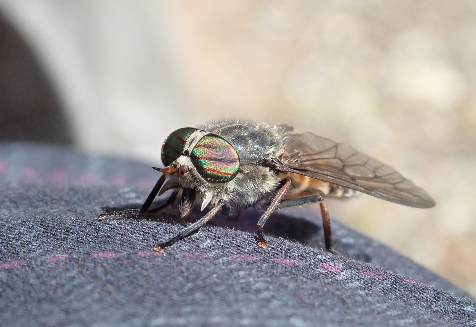 Valokuvaaja: Soili Vesanen