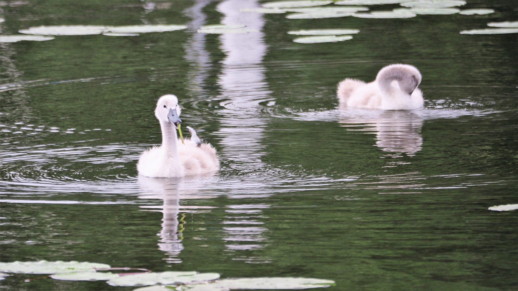 Valokuvaaja: Arja Valtonen