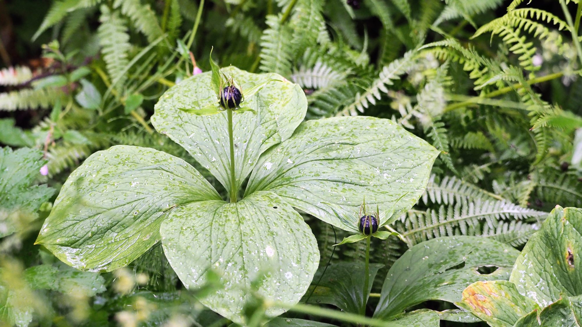 Valokuvaaja: Arja Valtonen