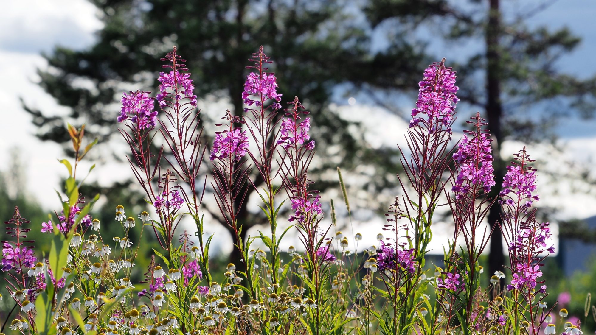 Valokuvaaja: Arja Valtonen