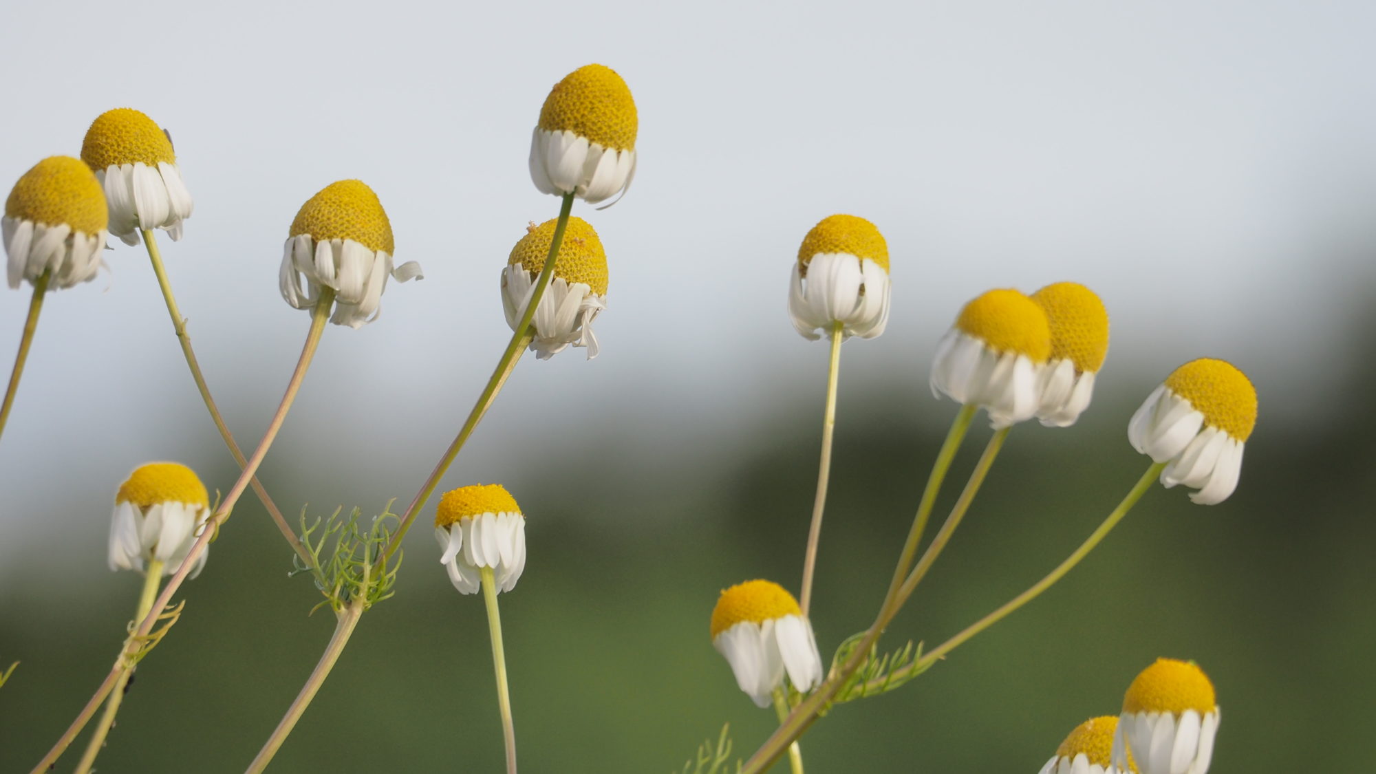 Valokuvaaja: Arja Valtonen