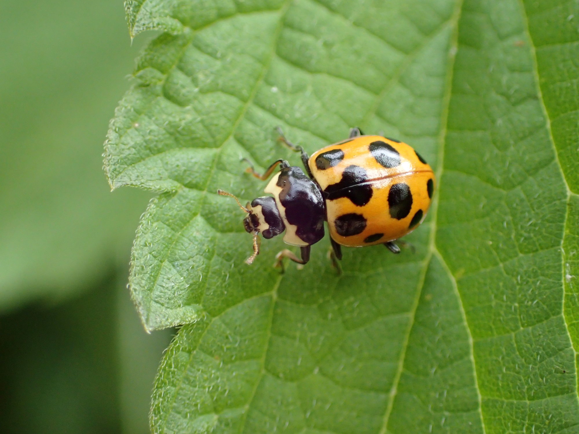 Valokuvaaja: Heidi Rikala