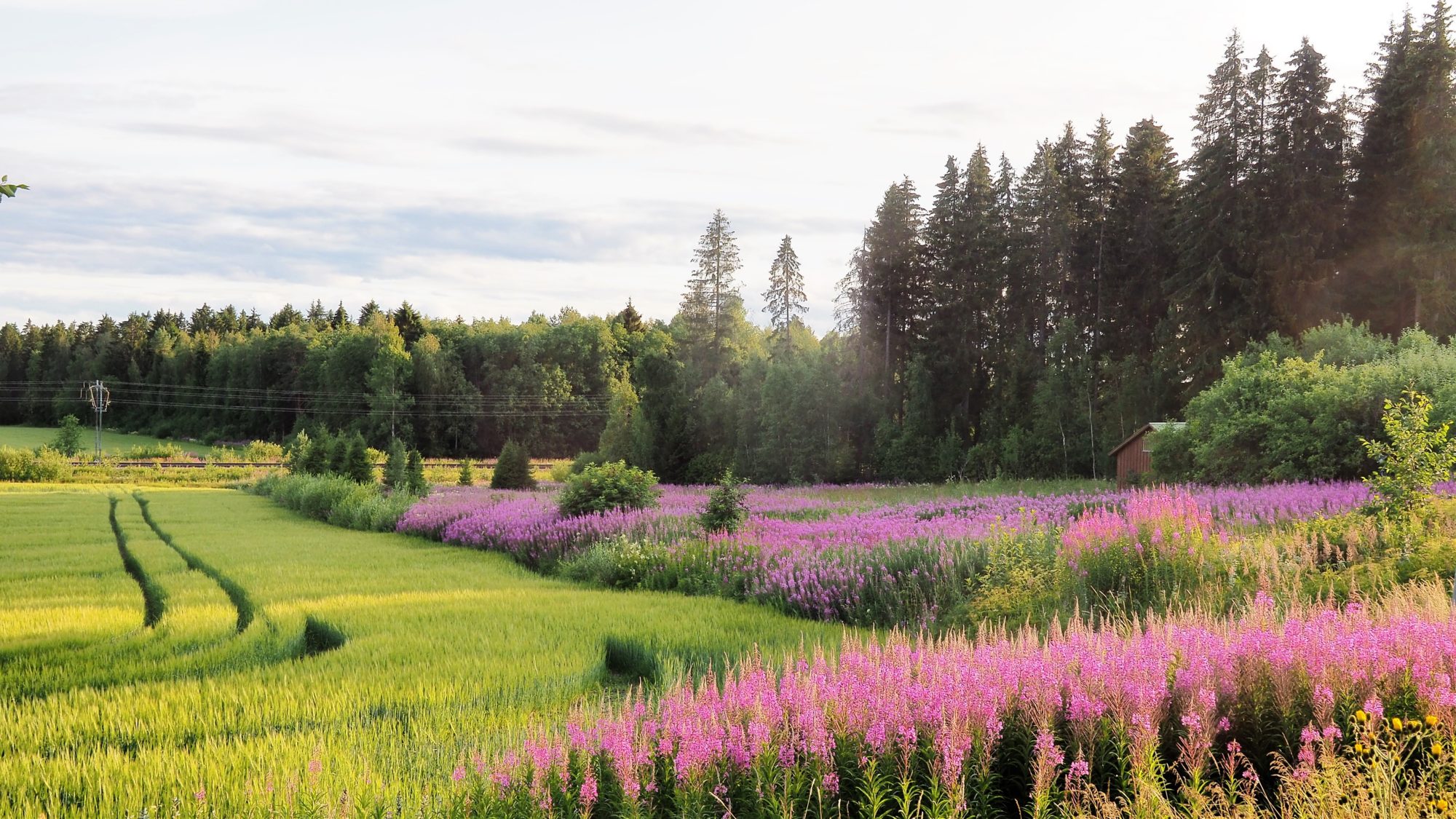 Valokuvaaja: Arja Valtonen