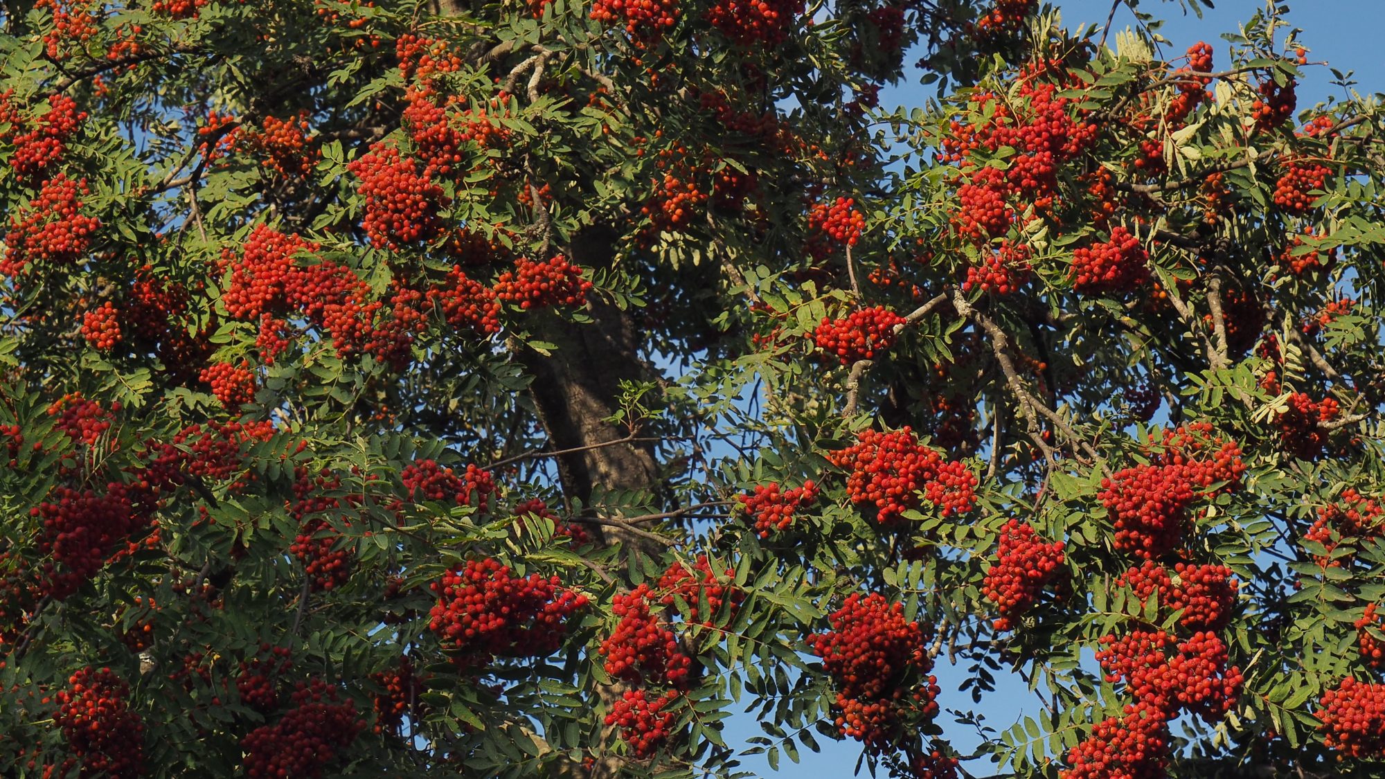 Valokuvaaja: Arja Valtonen Valokuvaaja: Arja Valtonen