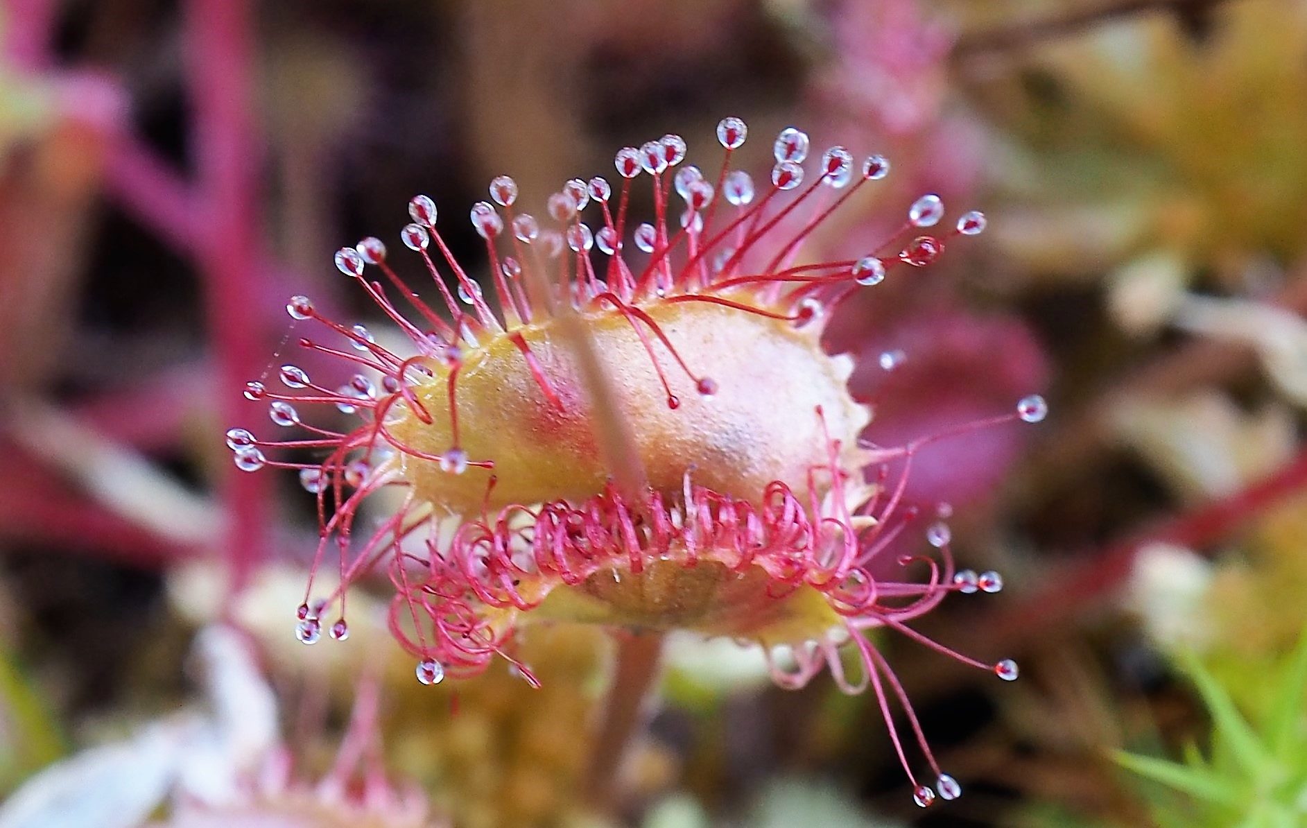 Valokuvaaja: Arja Valtonen