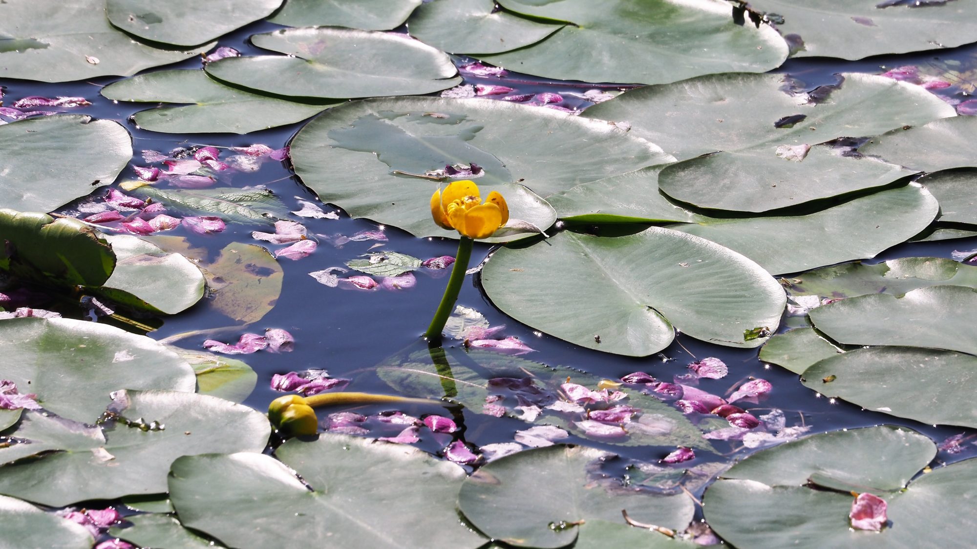 Valokuvaaja: Arja Valtonen