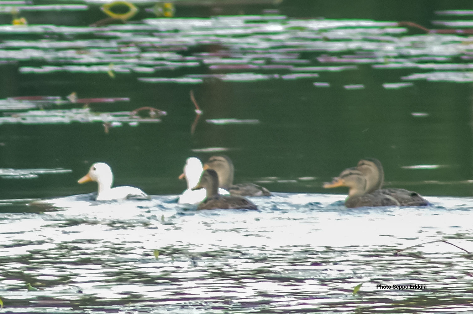 Valokuvaaja: Seppo Erkkilä