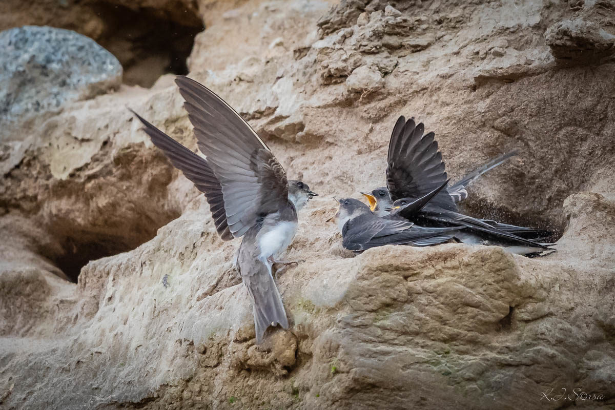 Valokuvaaja: Kyösti Sorsa