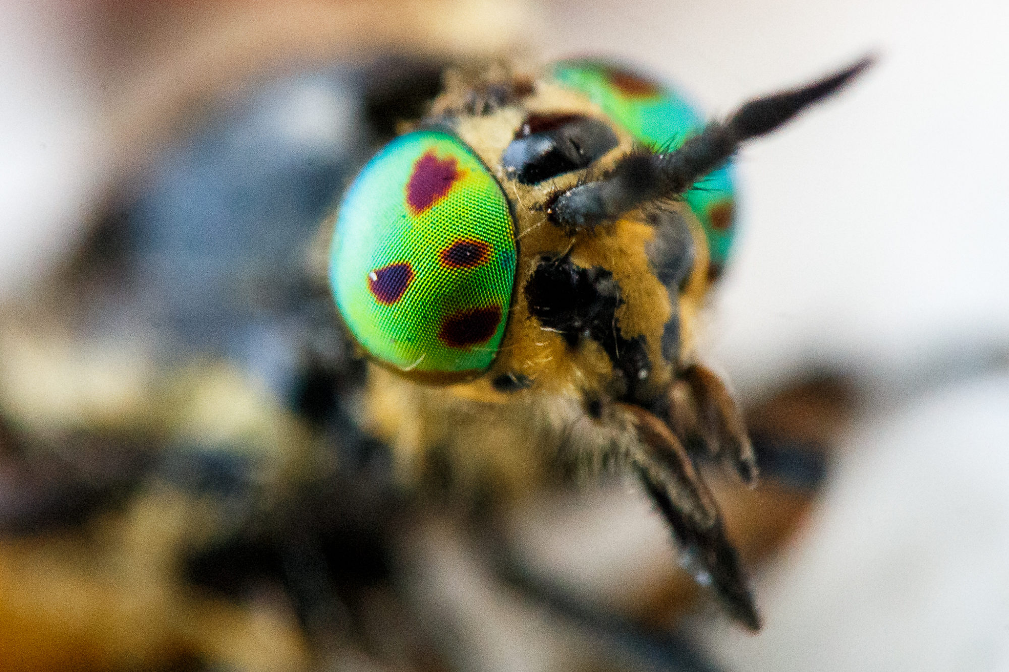 Valokuvaaja: Antti Toivanen