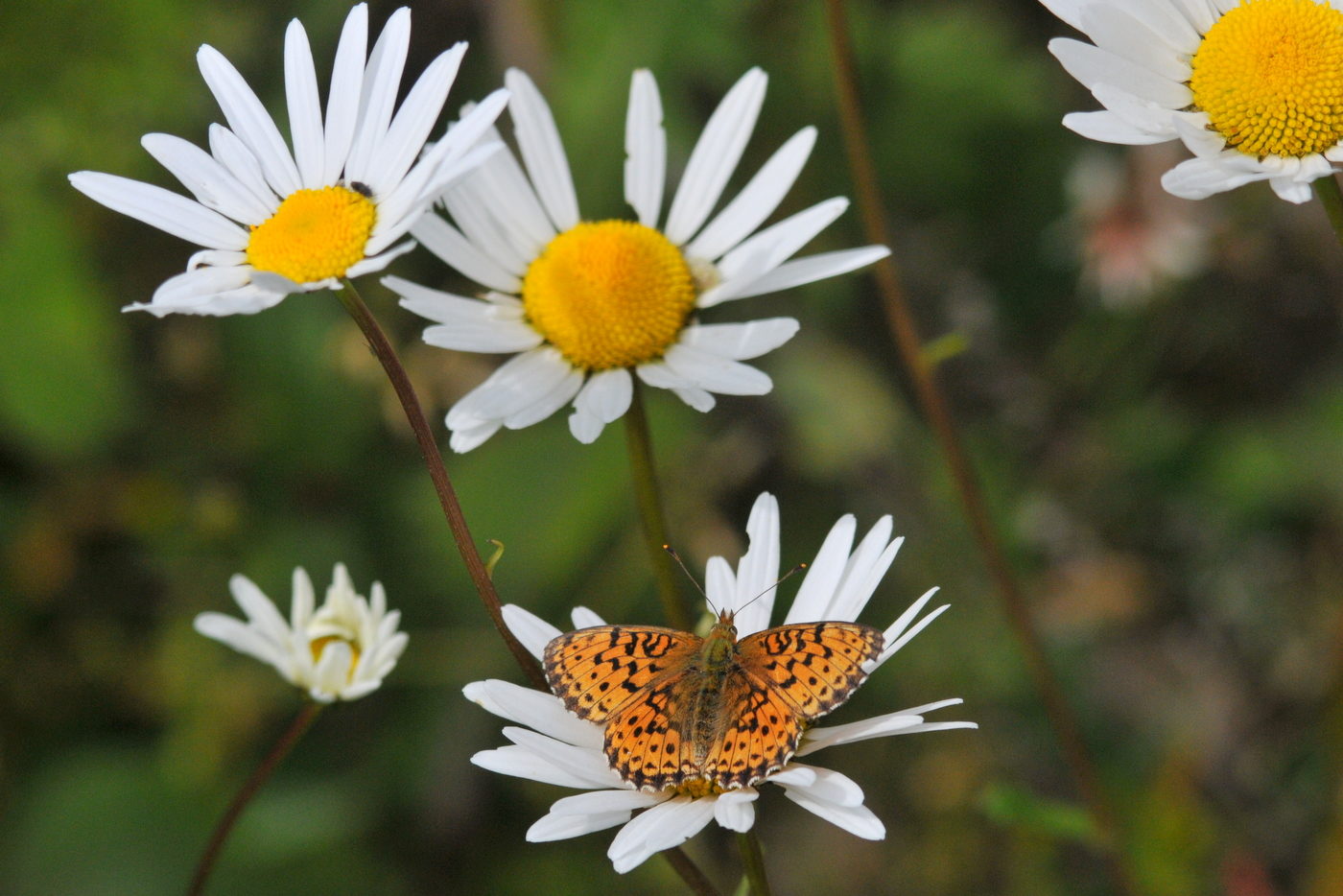 Valokuvaaja: Kaarlo Asikainen