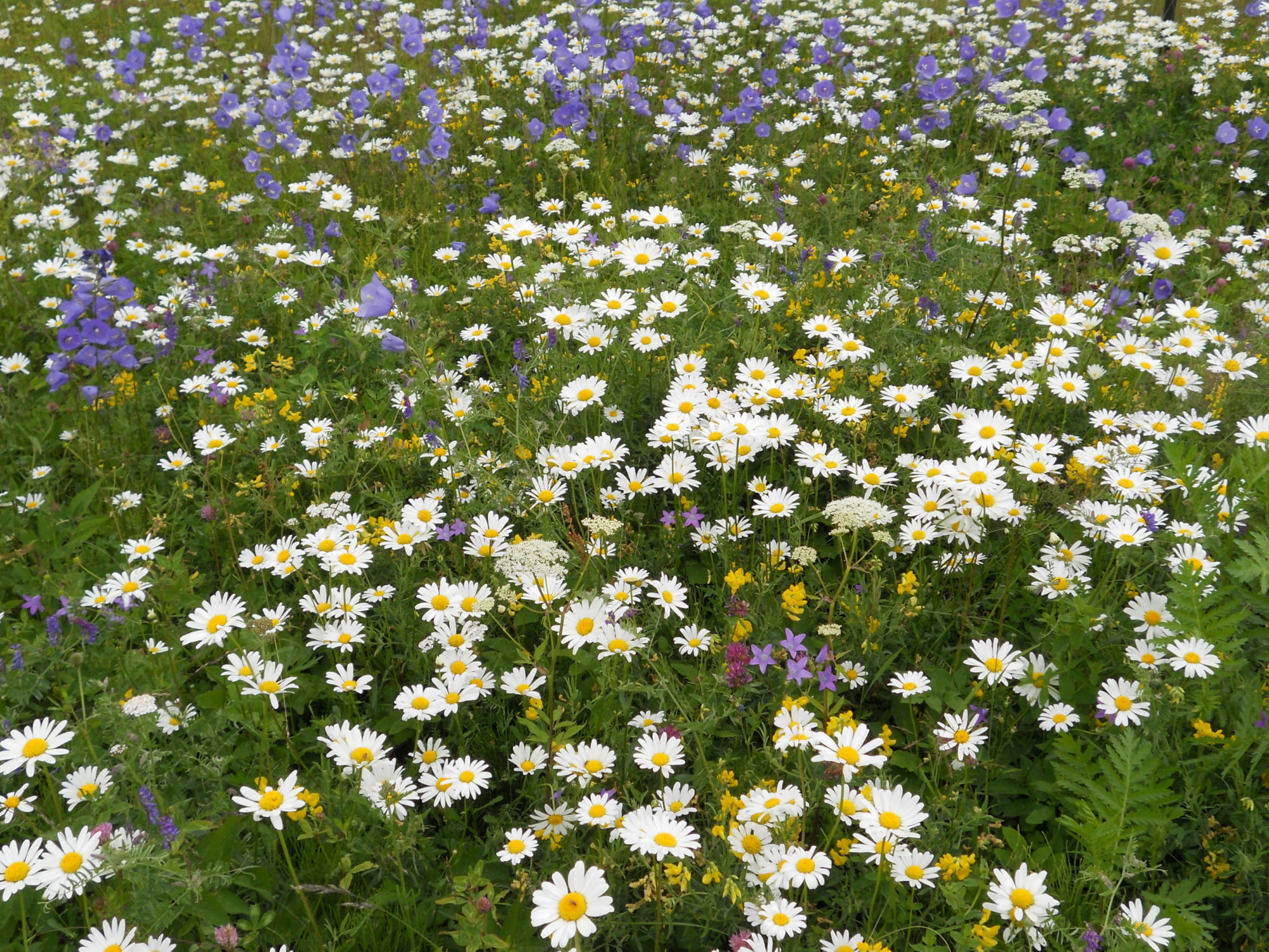 Valokuvaaja: Pekka Ekberg