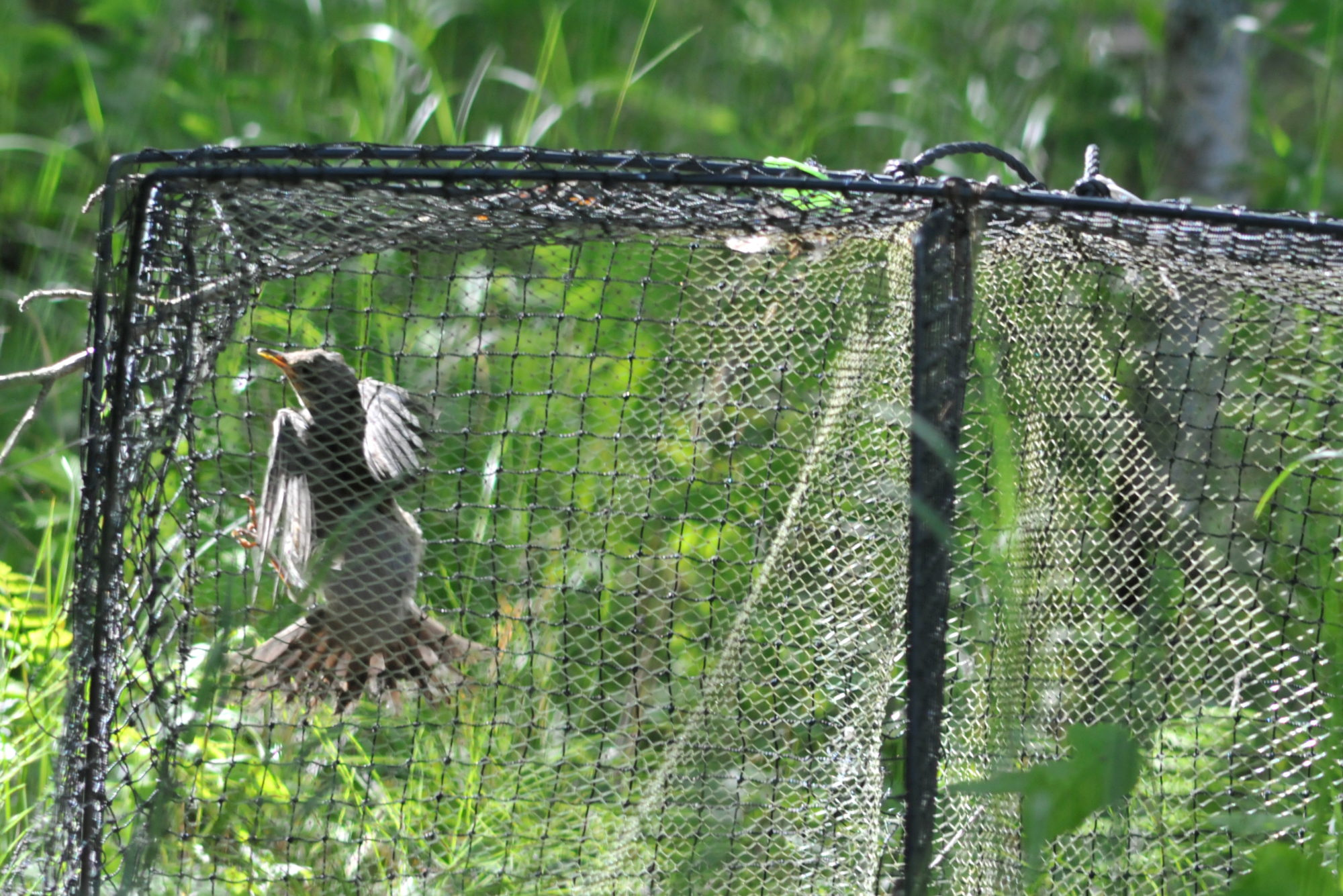 Valokuvaaja: Kaarlo Asikainen