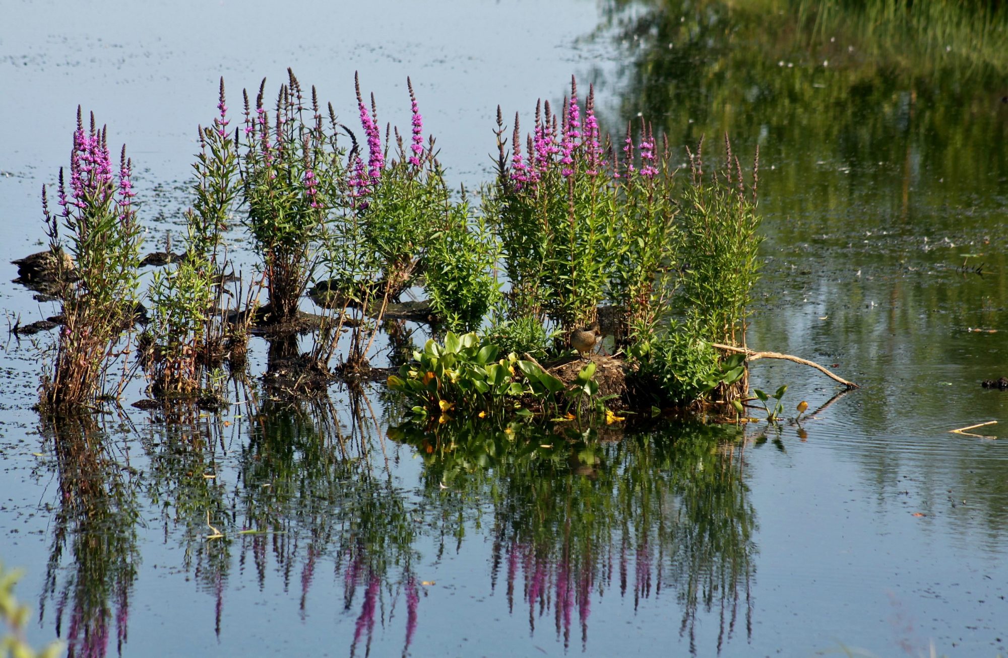 Valokuvaaja: Pirkko Siukonen