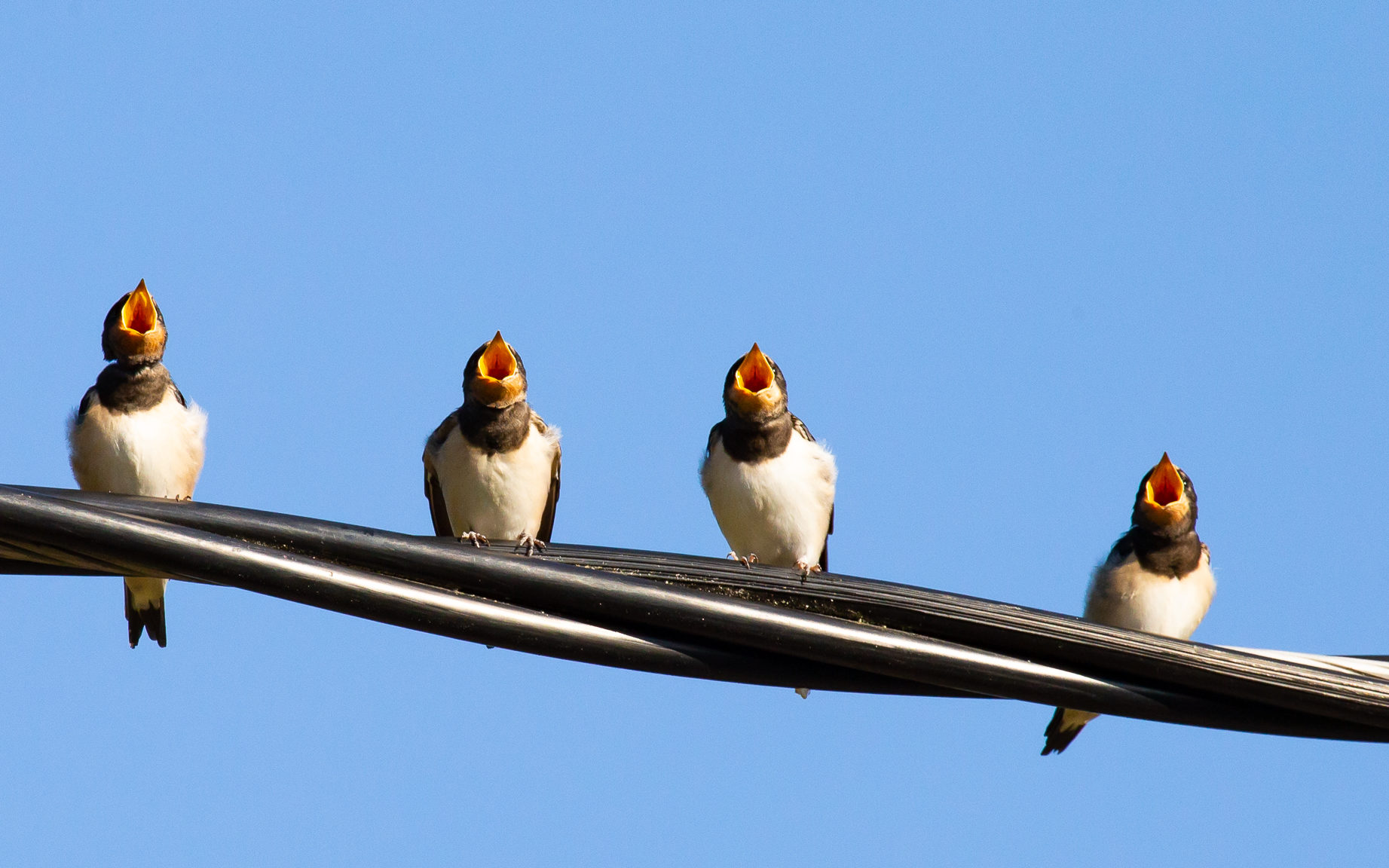 Valokuvaaja: Pirkko Hietaniemi
