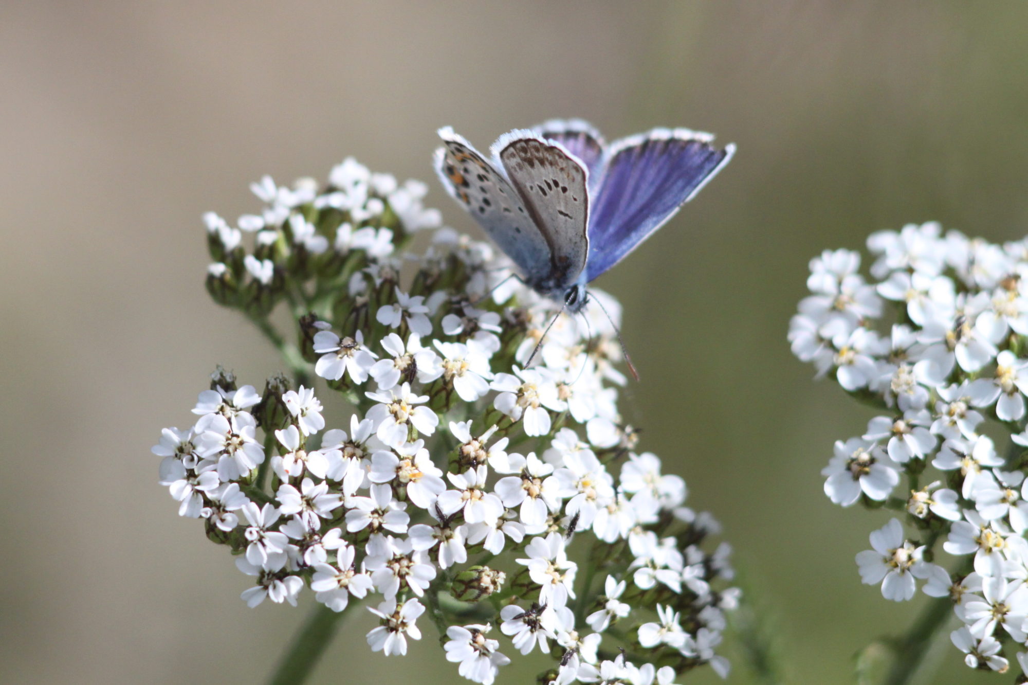 Valokuvaaja: Kaarlo Asikainen