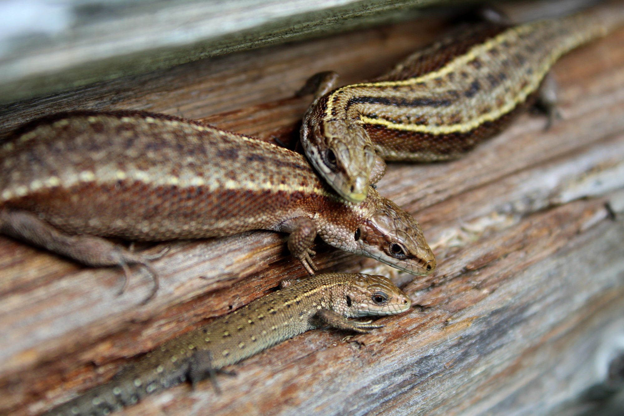 Valokuvaaja: Paula Savelius