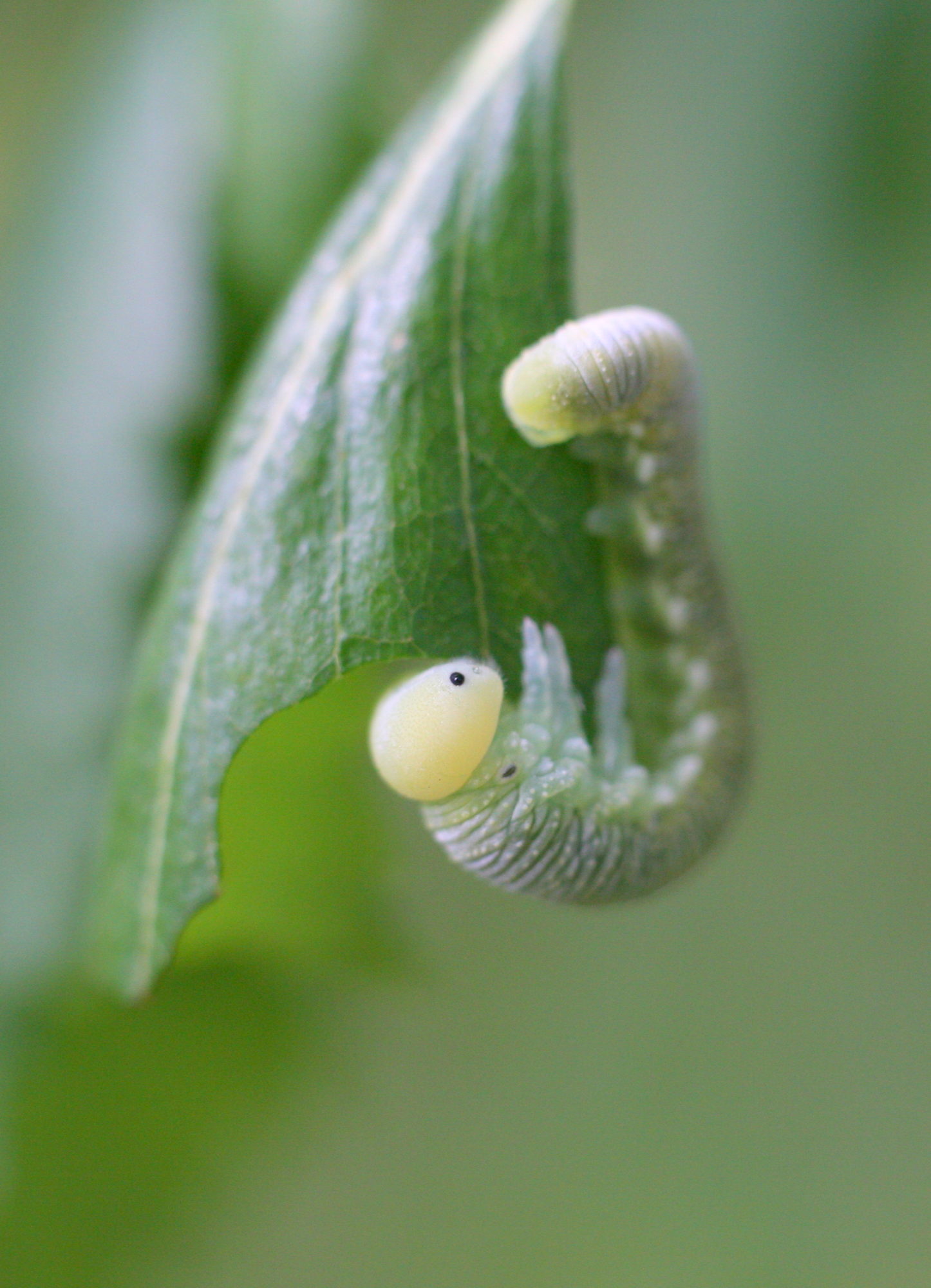 Valokuvaaja: Kaarlo Asikainen