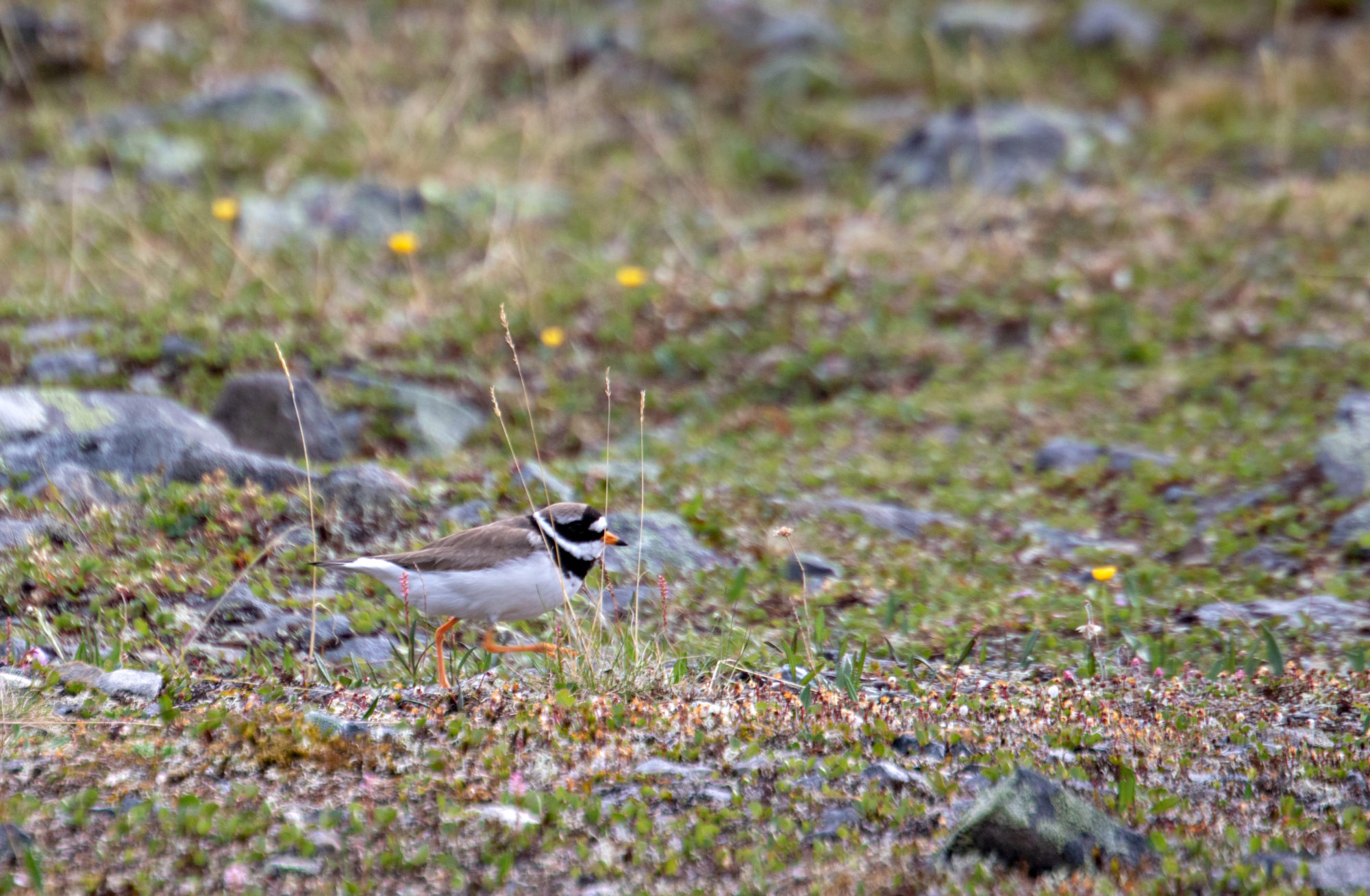 Valokuvaaja: Katri Niskanen