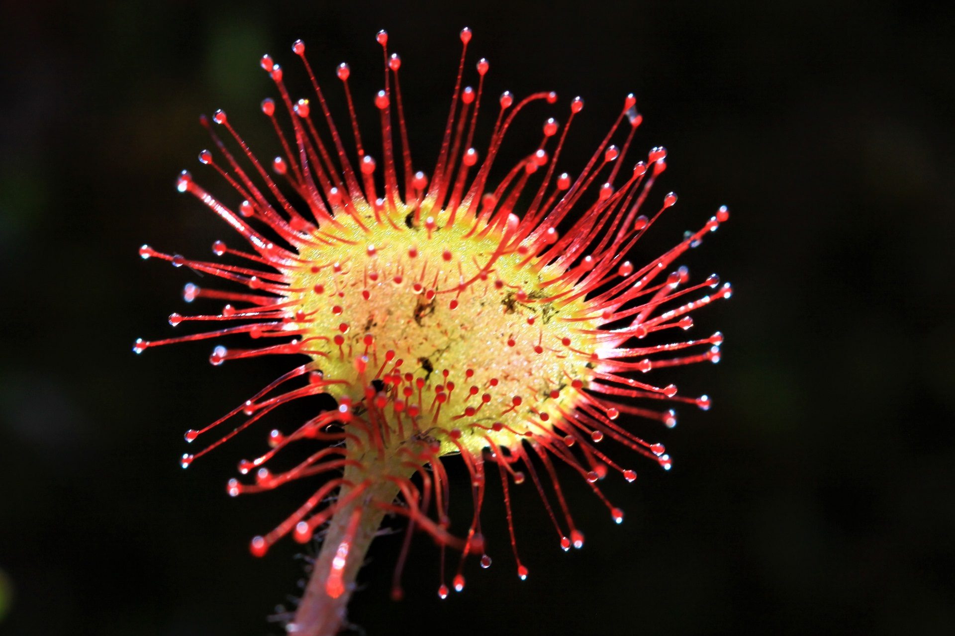 Valokuvaaja: Berndt Hannelius