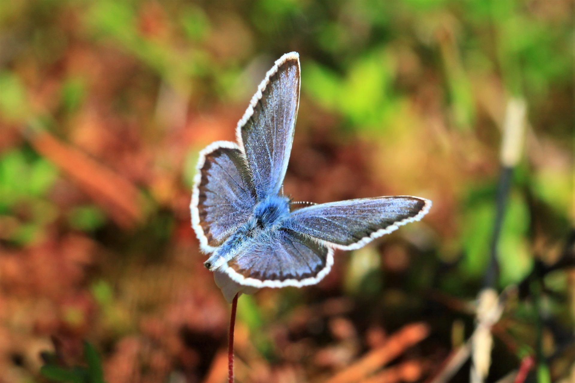 Valokuvaaja: Berndt Hannelius Valokuvaaja: Berndt Hannelius