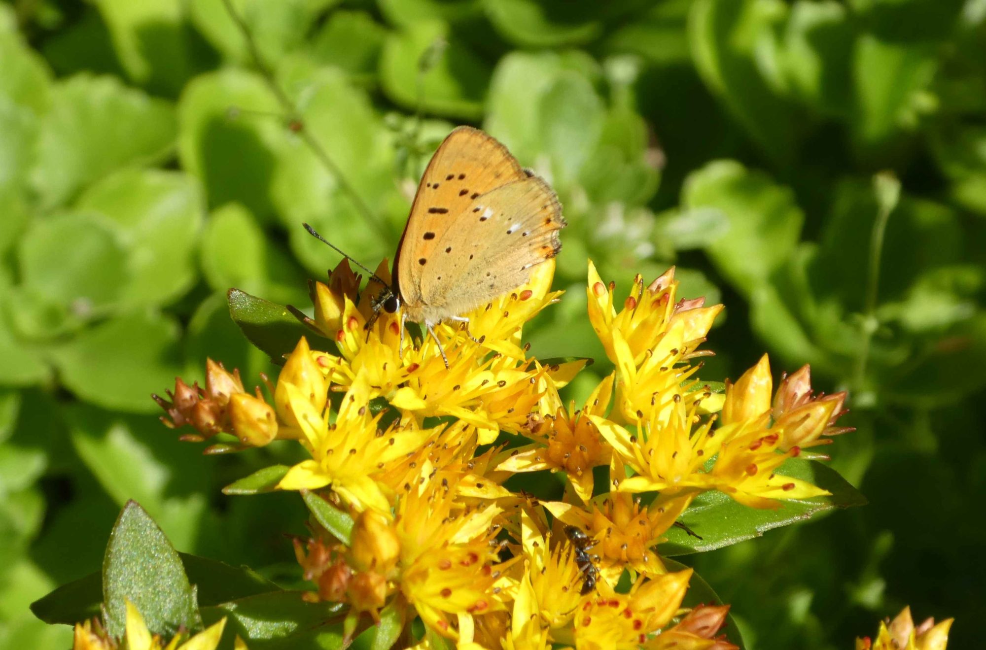 Valokuvaaja: Anja Mustamaa
