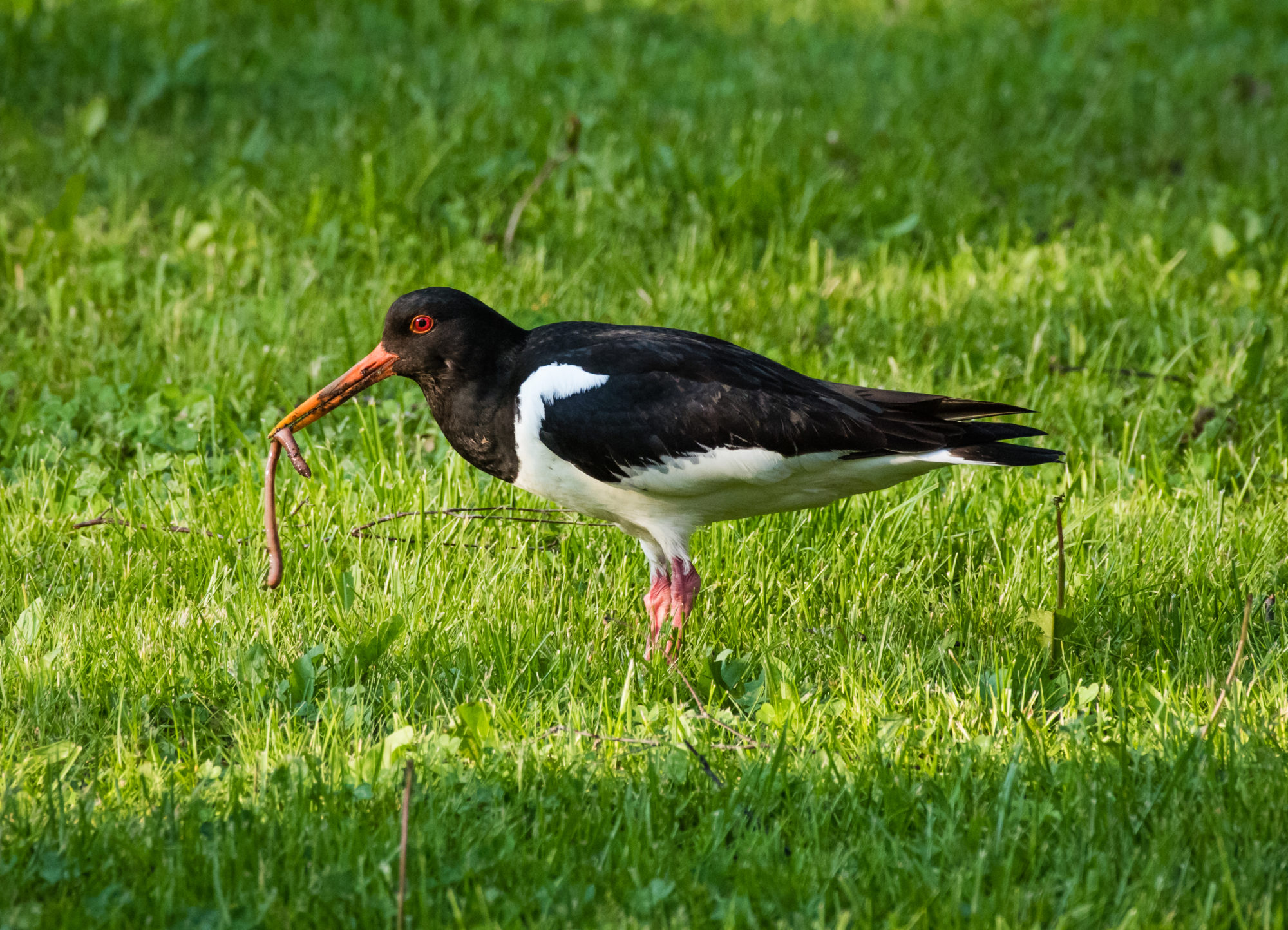 Valokuvaaja: Sari Helppi